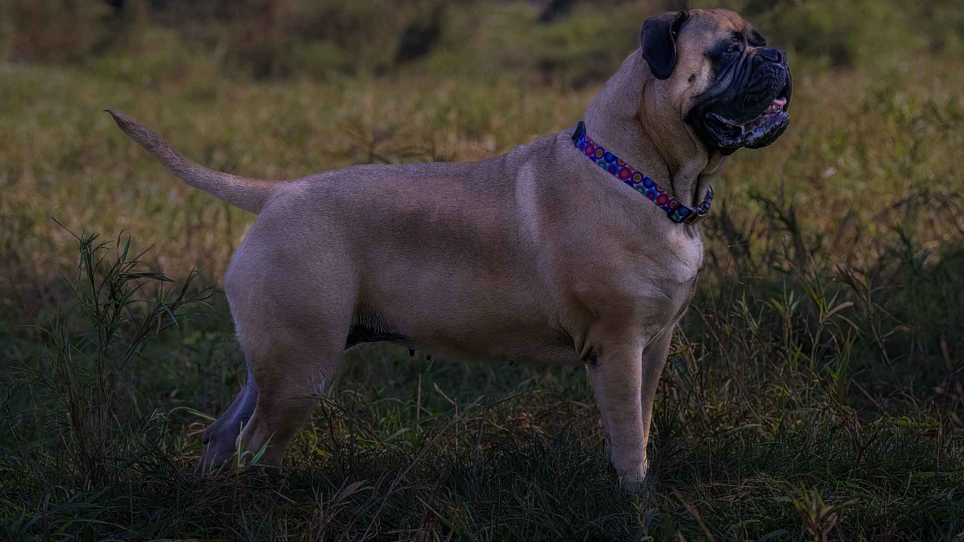 Top 7 Guard Dog Breeds For Night Security That Never Clock Out
