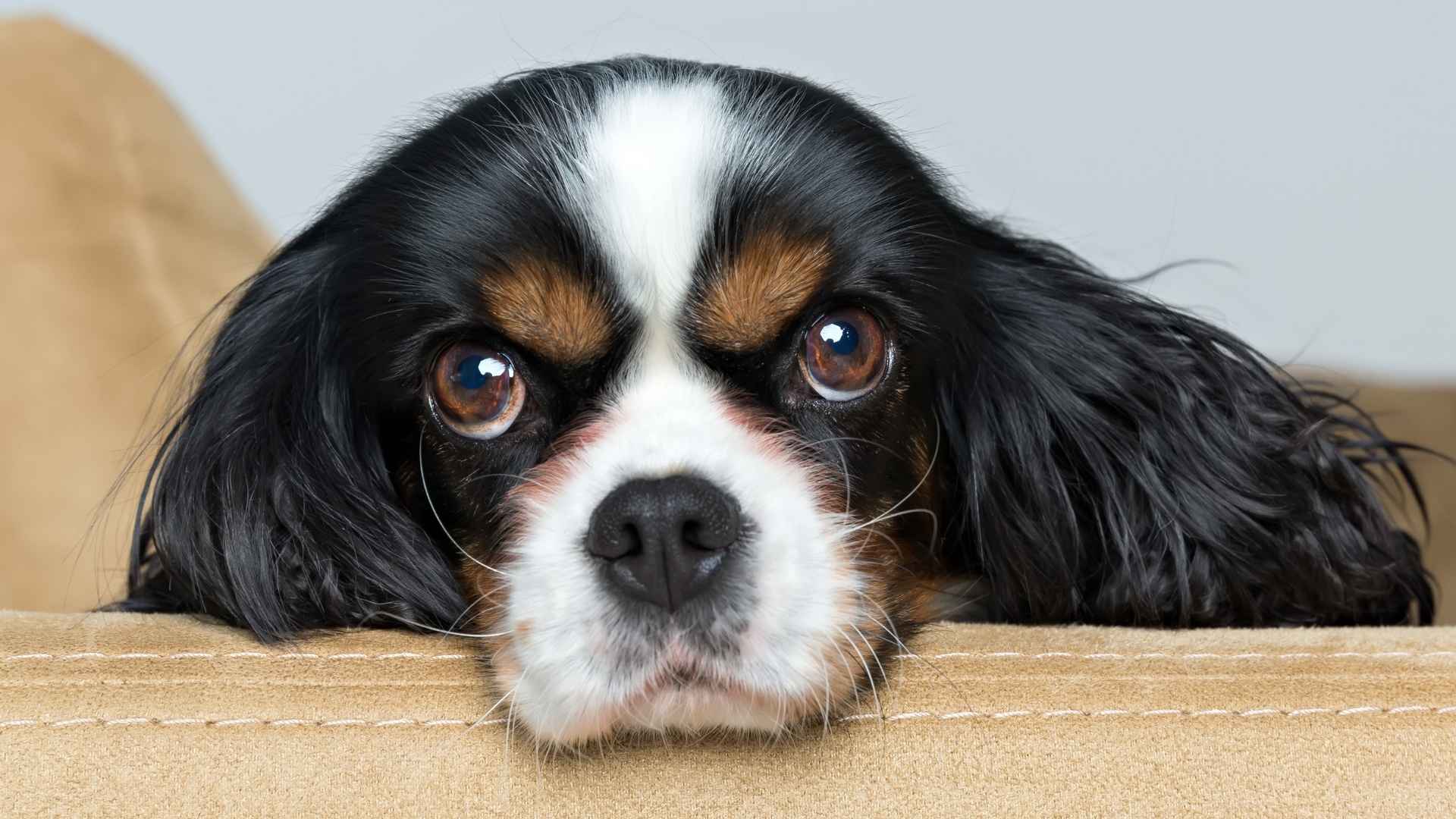 Top 7 High Separation Anxiety Dog Breeds That Hate Being Left Alone