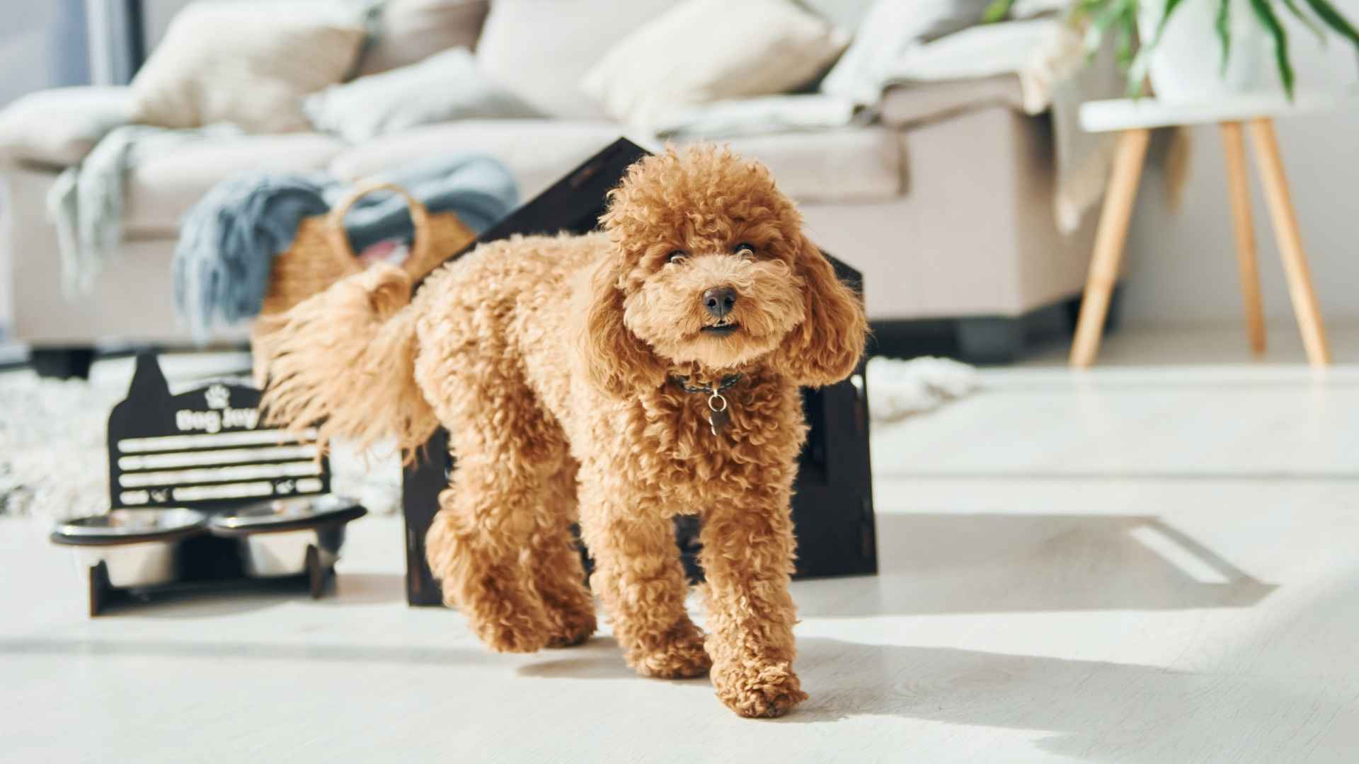 Top 7 Hyperactive Hypoallergenic Dog Breeds for Busy Households