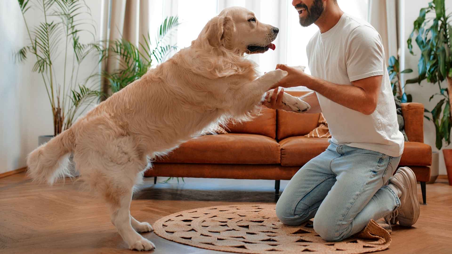 Top 7 Hyperactive Therapy Dog Breeds That Bring Joy and Movement