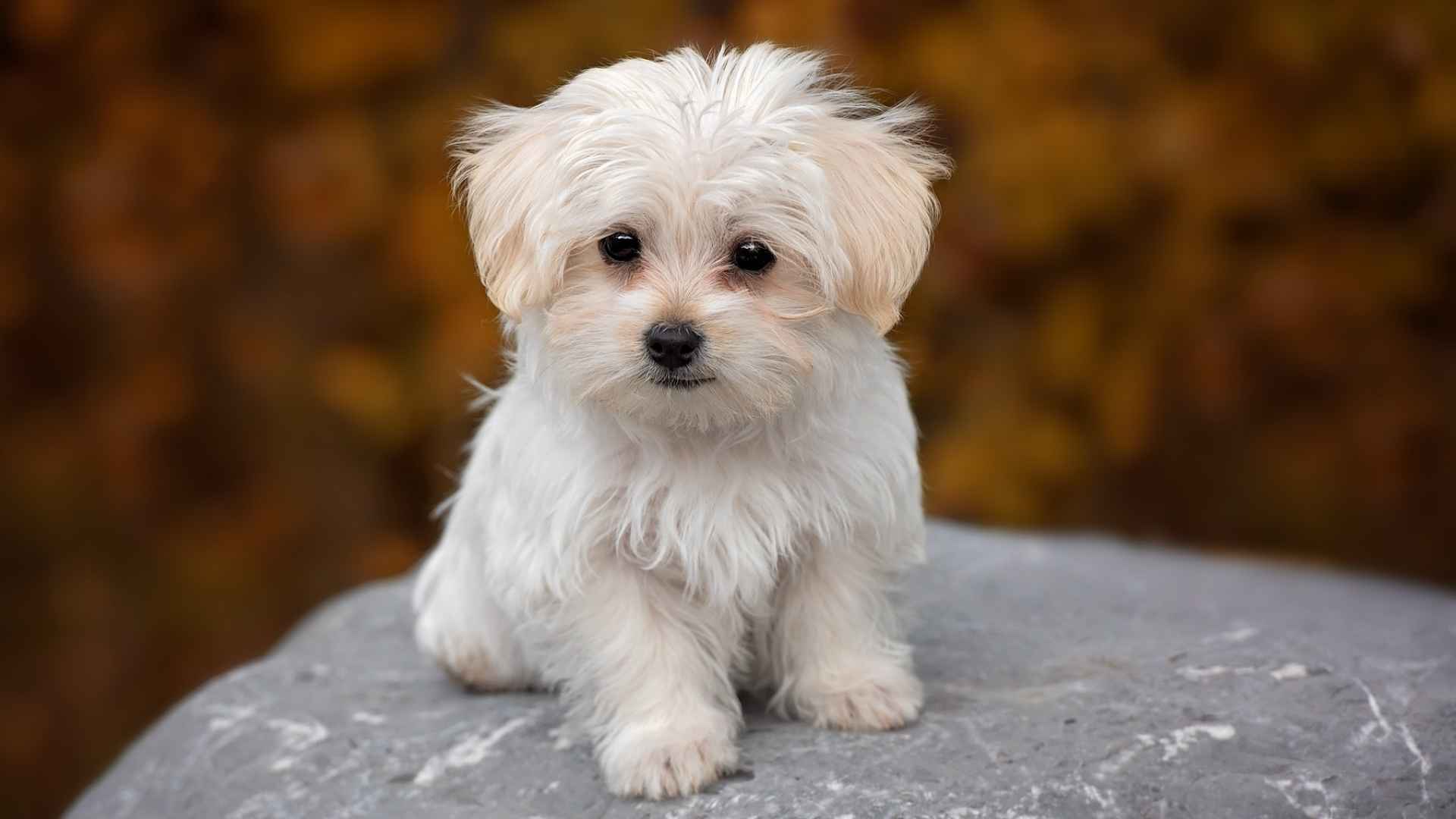 9 Toy Dog Breeds That Prove Big Love Comes in Small Packages