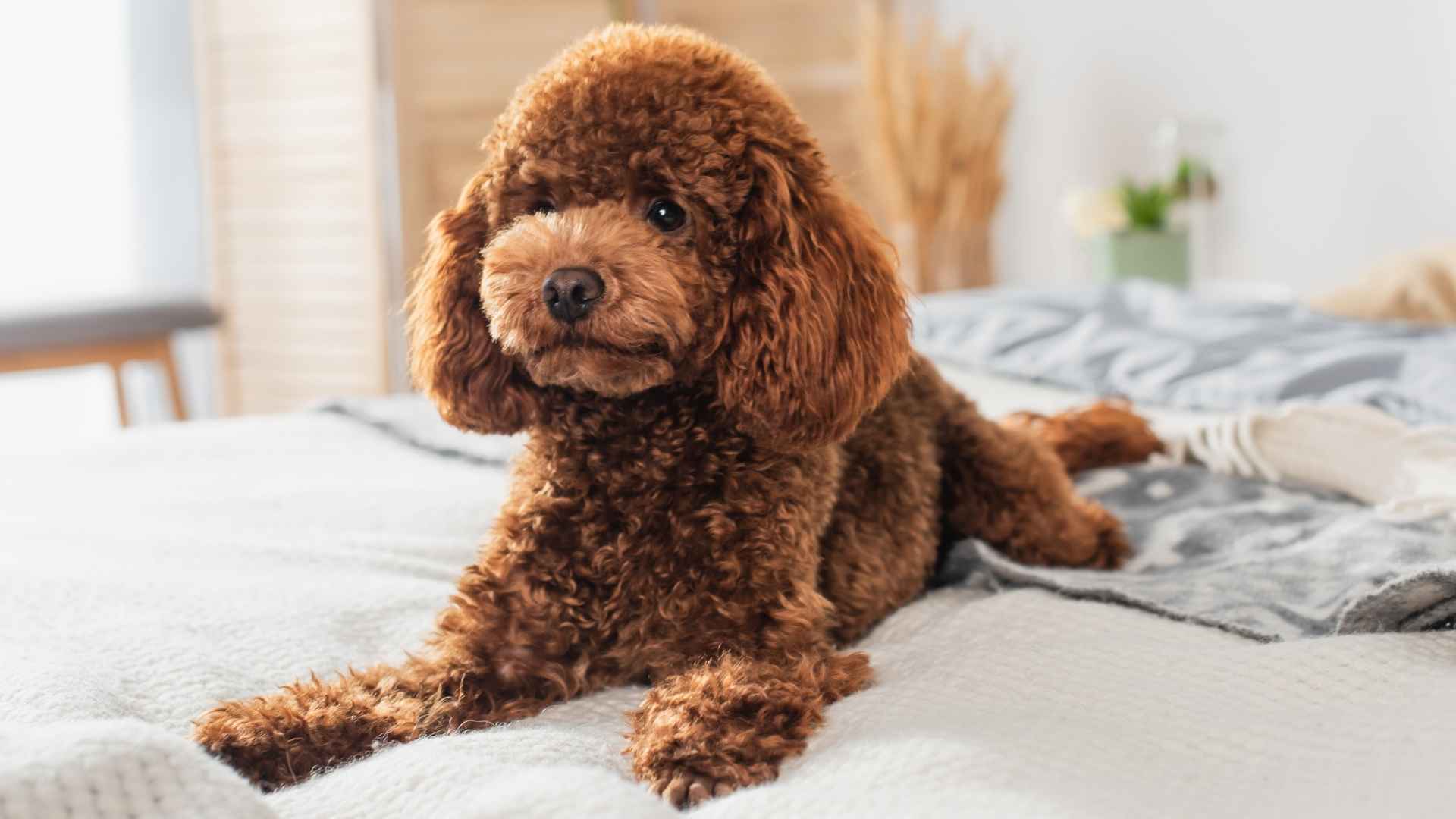 Top 7 Hypoallergenic Calm Dog Breeds for Allergy Sufferers