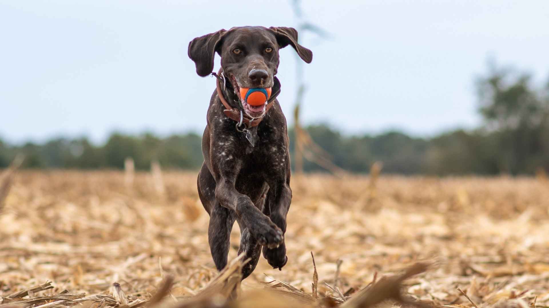 Top 7 Hypoallergenic Sporting Dog Breeds That Love to Play and Perform