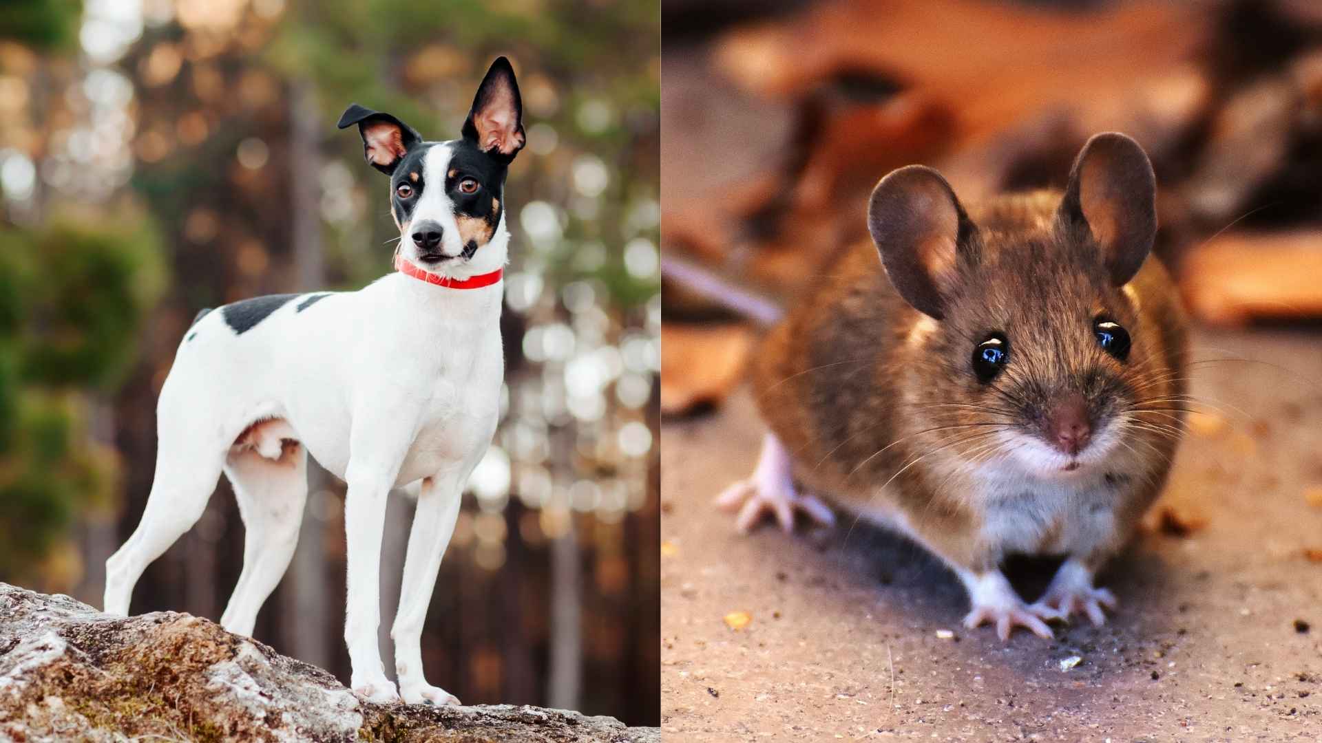 Top 7 Incredible Rat Hunting Dog Breeds That Thrive on the Chase