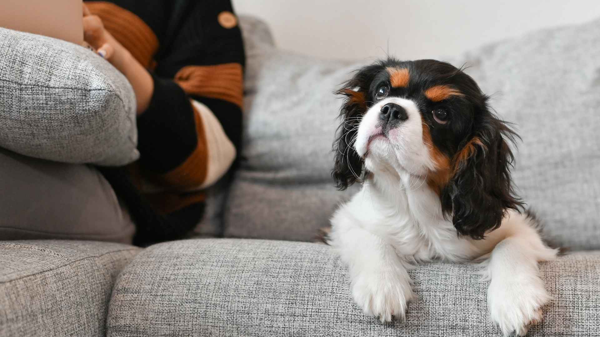 Top 7 Independent Dogs for Busy Owners with Hectic Lifestyles