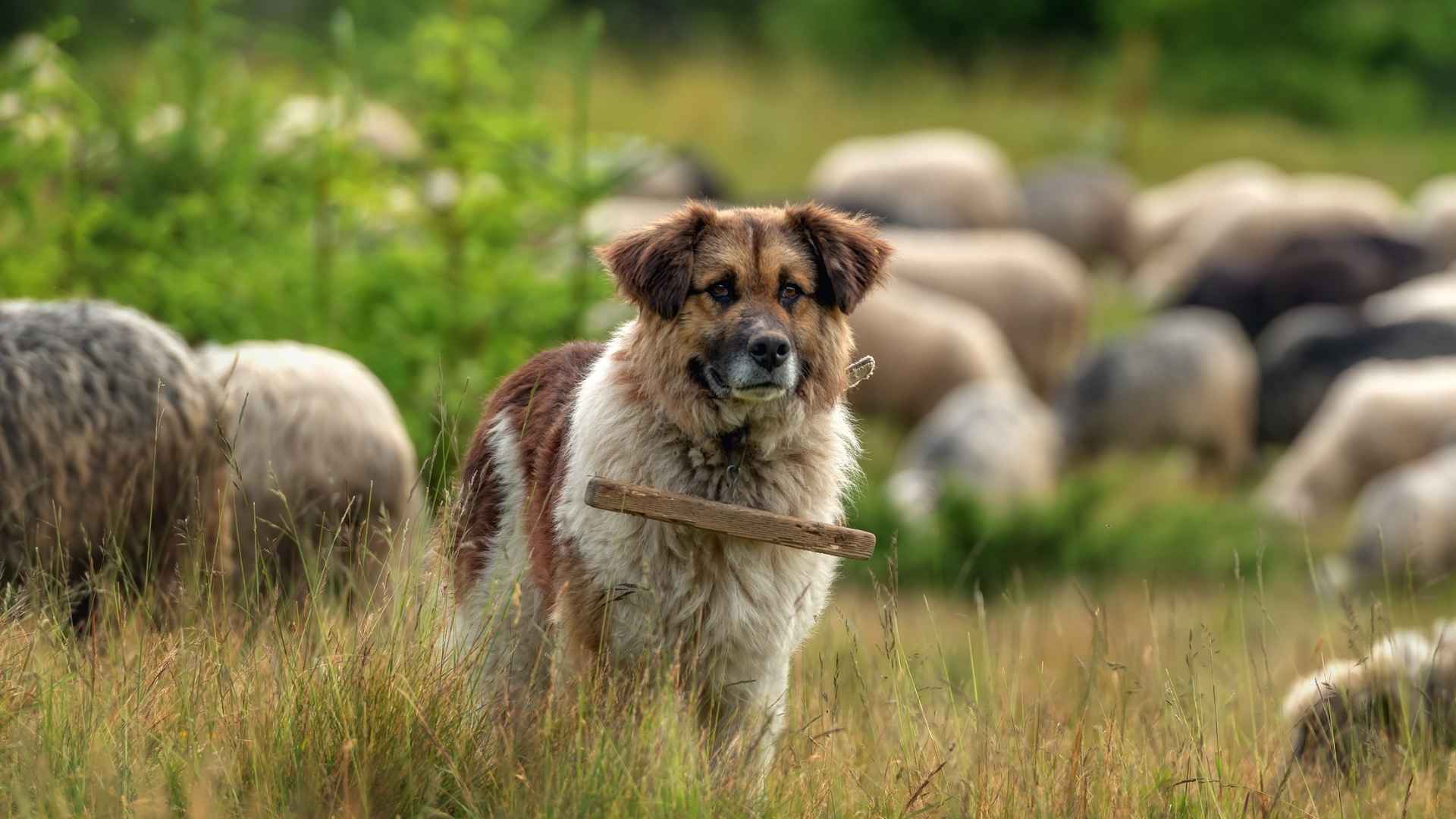 Top 7 Independent Herding Dog Breeds for Active Livestock Management