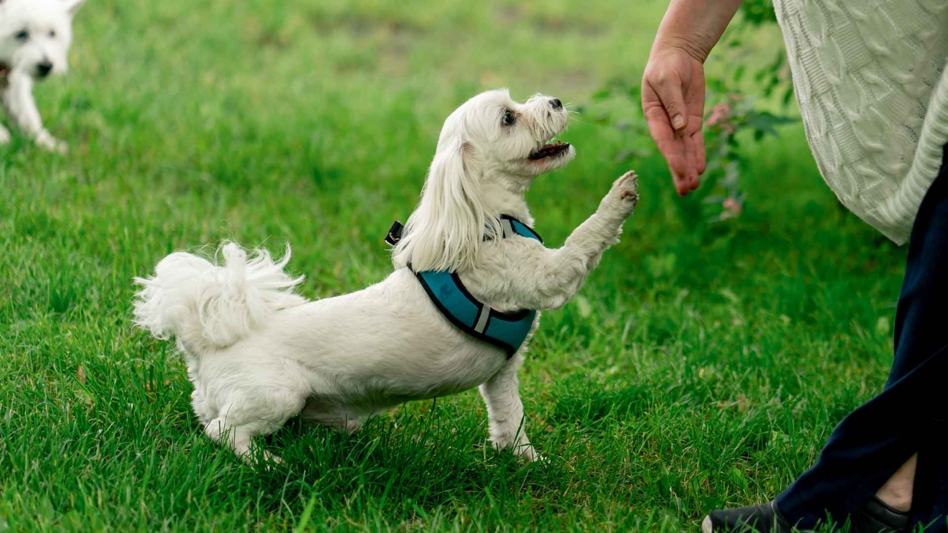 Top 7 Intelligent Companion Dog Breeds That Thrive on Human Connection