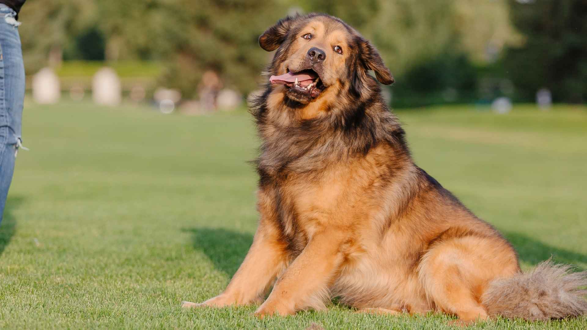 Top 7 Large-Breed Dog Breeds for Your Family