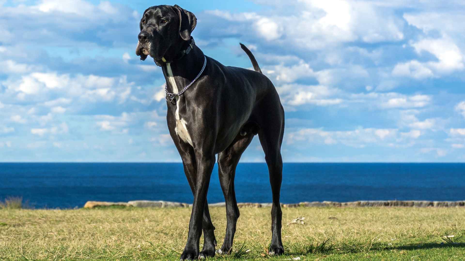 Top 7 Large Dog Breeds That Are Loyal, Protective, and Loving