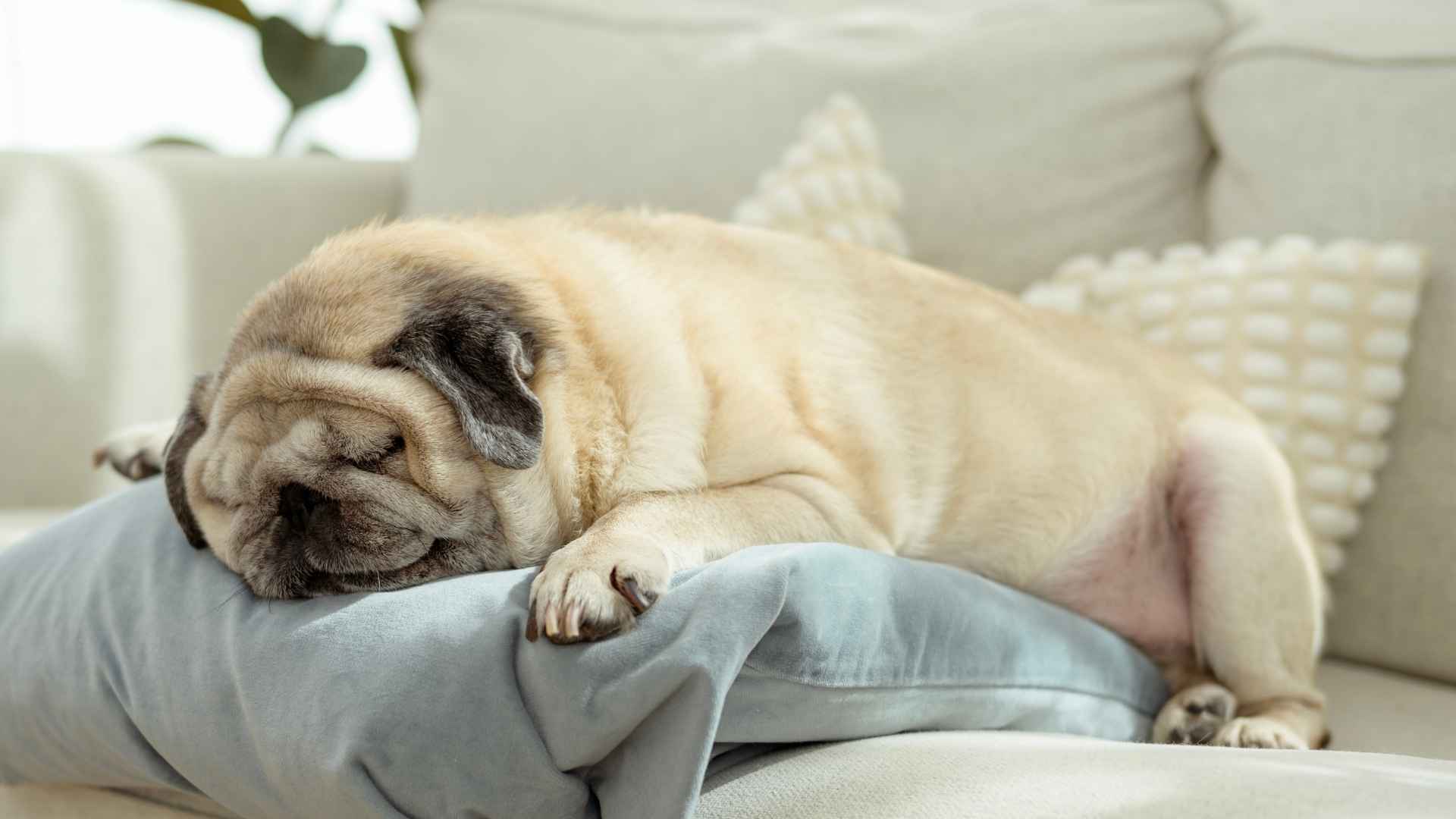 Top 7 Loudest Snoring Dog Breeds That Will Keep You Up at Night