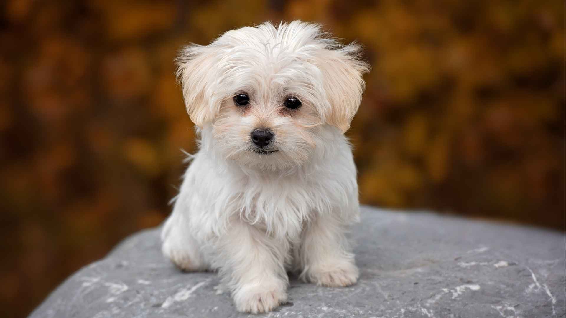 Top 7 Low-Dominance Dog Breeds for a Stress-Free Lifestyle