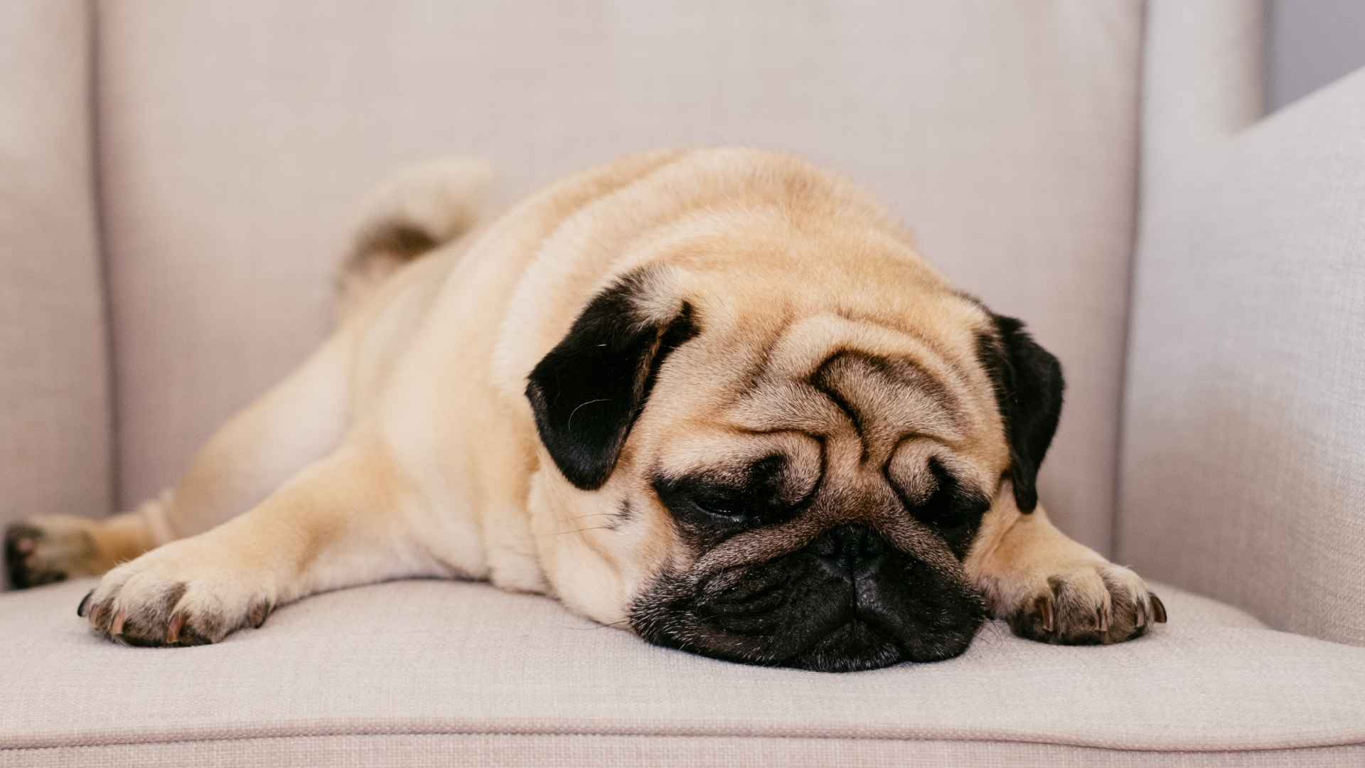 Top 7 Low-Exercise Family Dog Breeds That Are Lazy but Loving