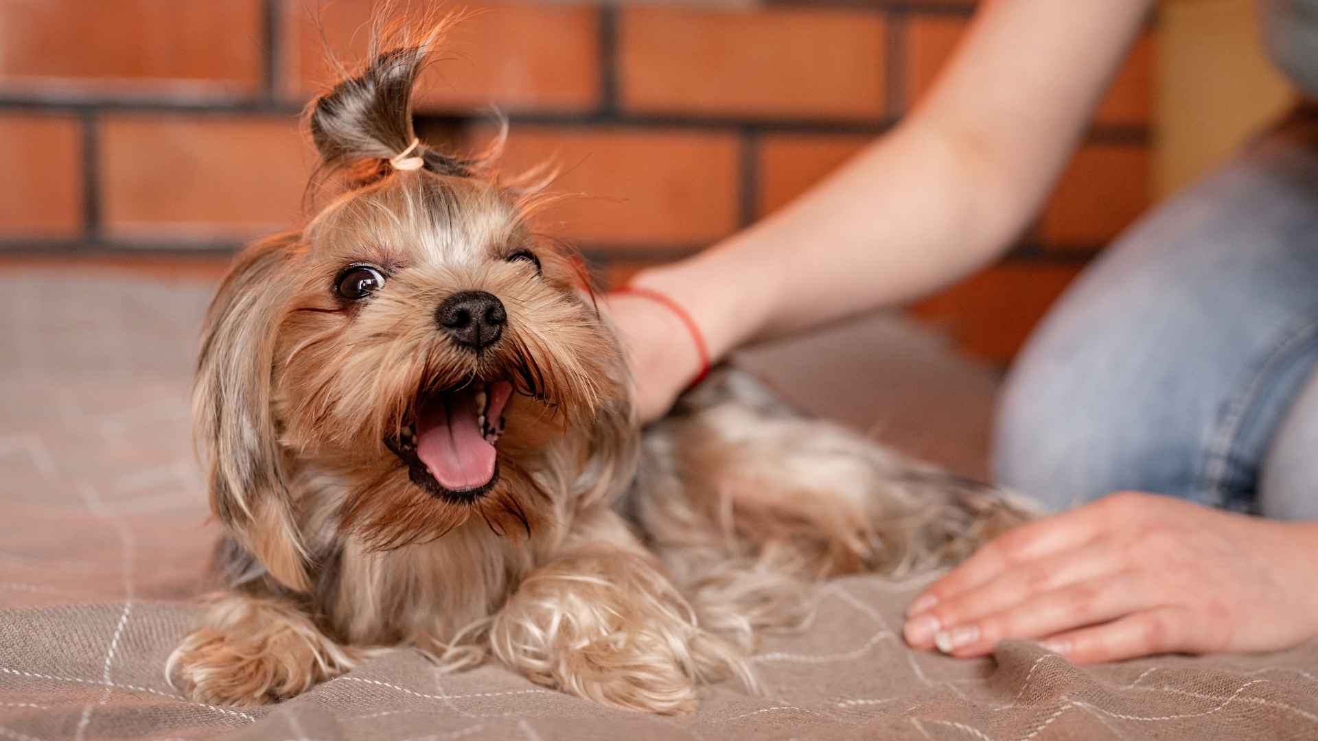 Top 7 Low-Shedding Service Dog Breeds: Support Without the Shedding