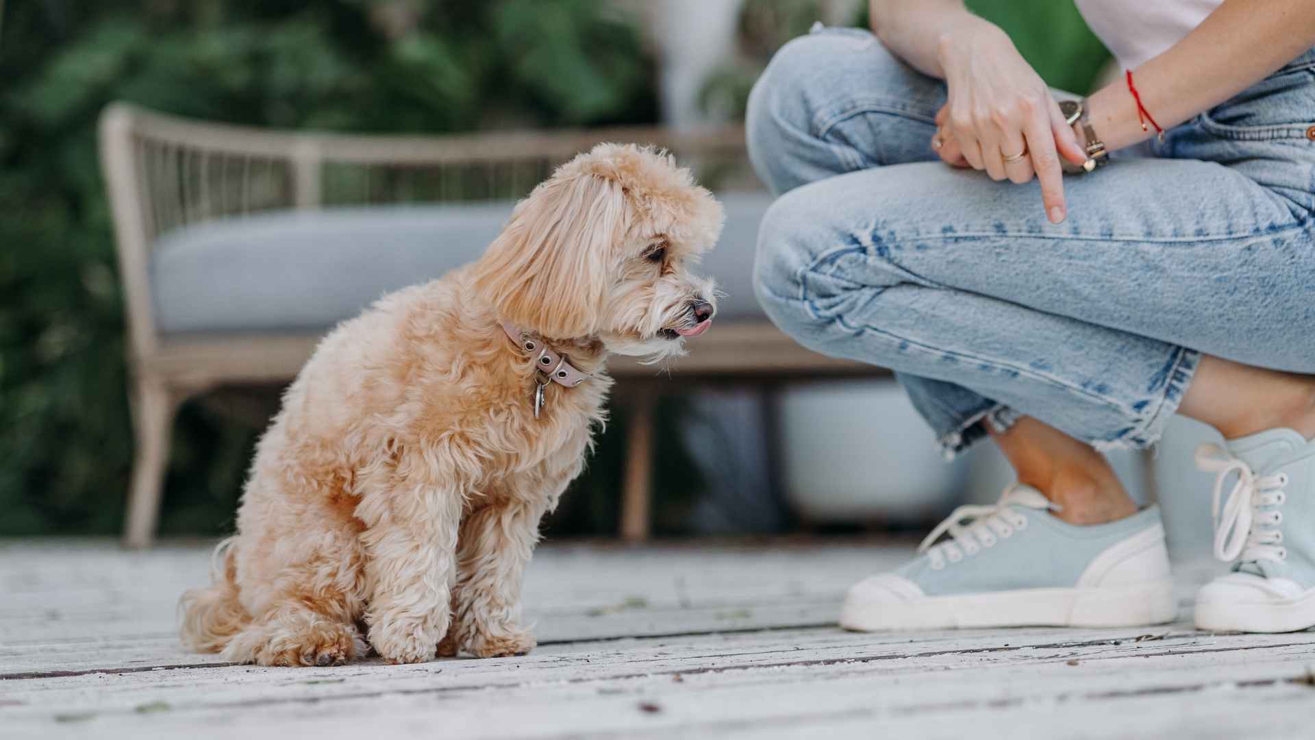 Top 7 Loyal Puppy Breeds That Will Never Leave Your Side