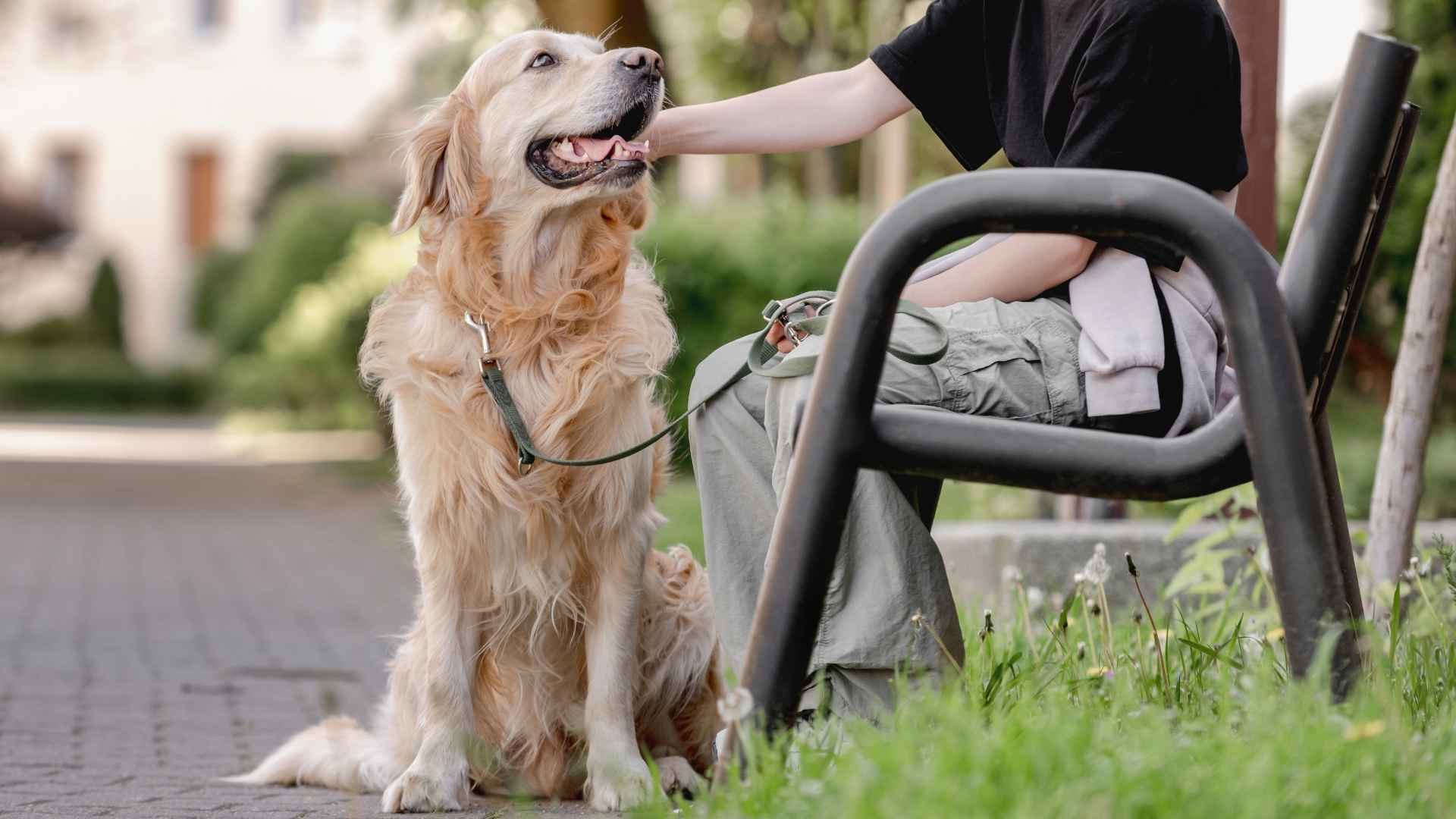 Top 7 Loyal Service Dog Breeds for Support & Assistance