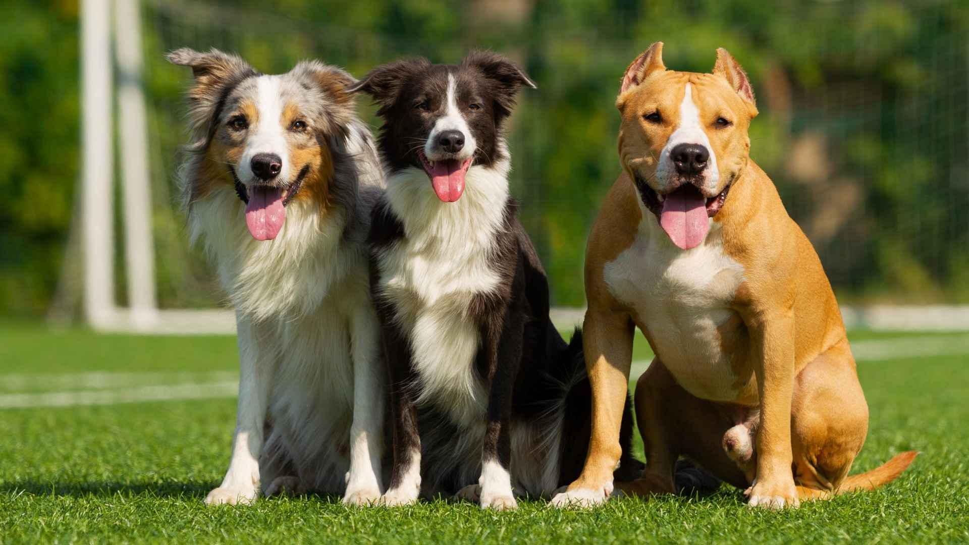 Top 7 Loyal Sporting Dog Breeds for Active Owners