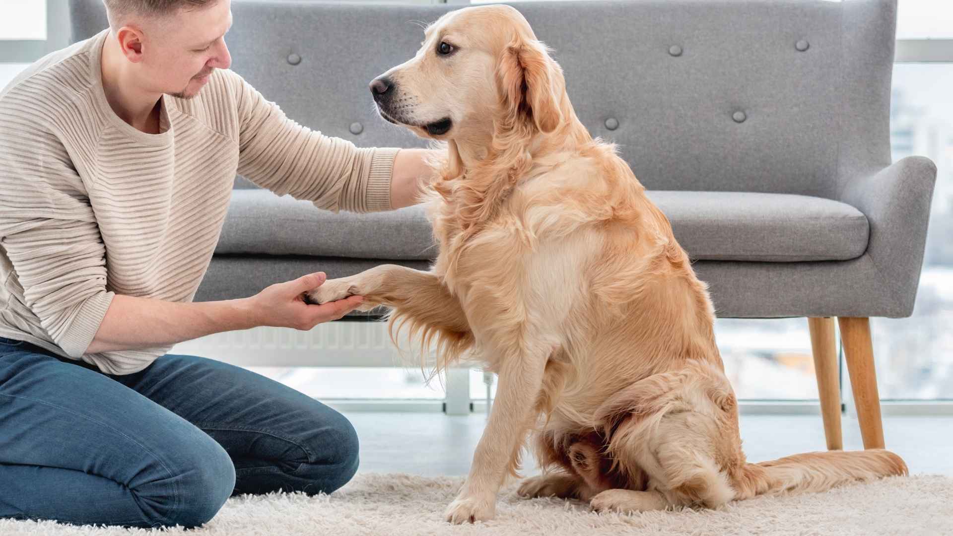Top 7 Loyal Therapy Dog Breeds That Make the Best Emotional Support Companions