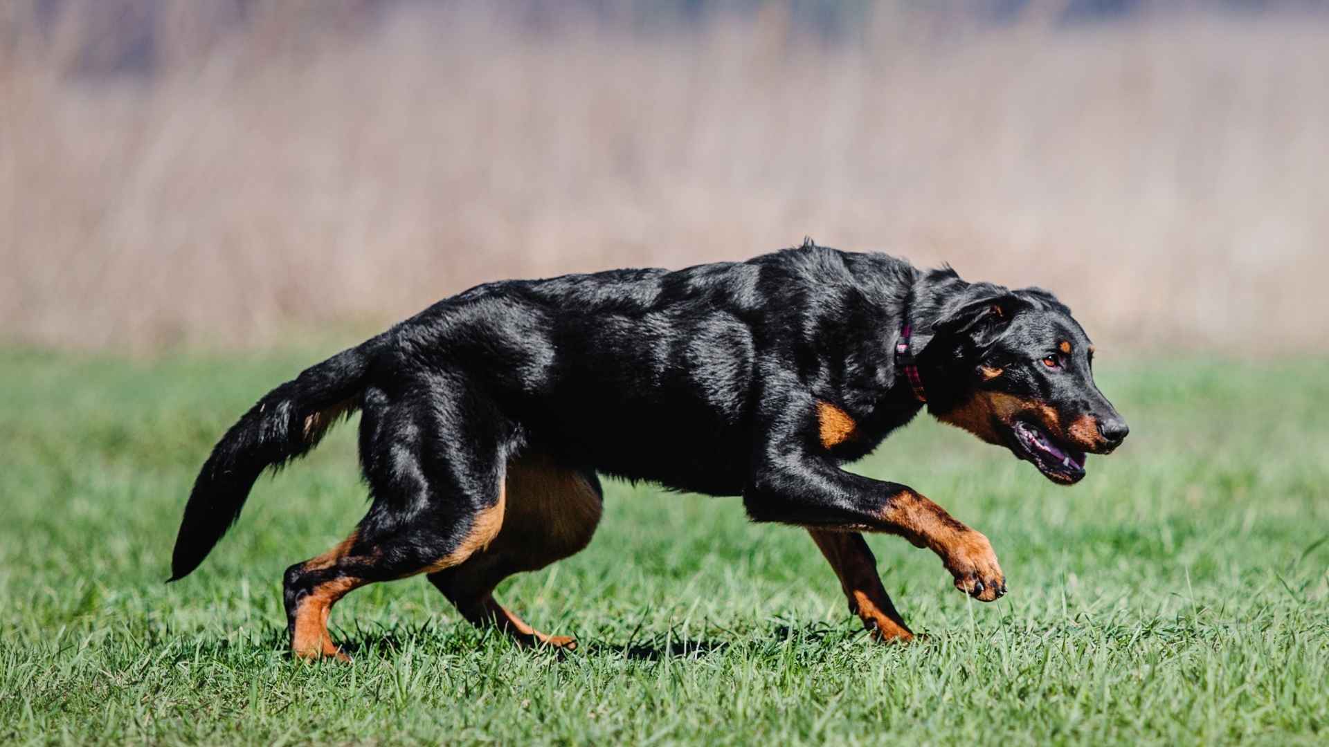 Top 7 Loyal Tracking Dog Breeds That Stay True to the Trail