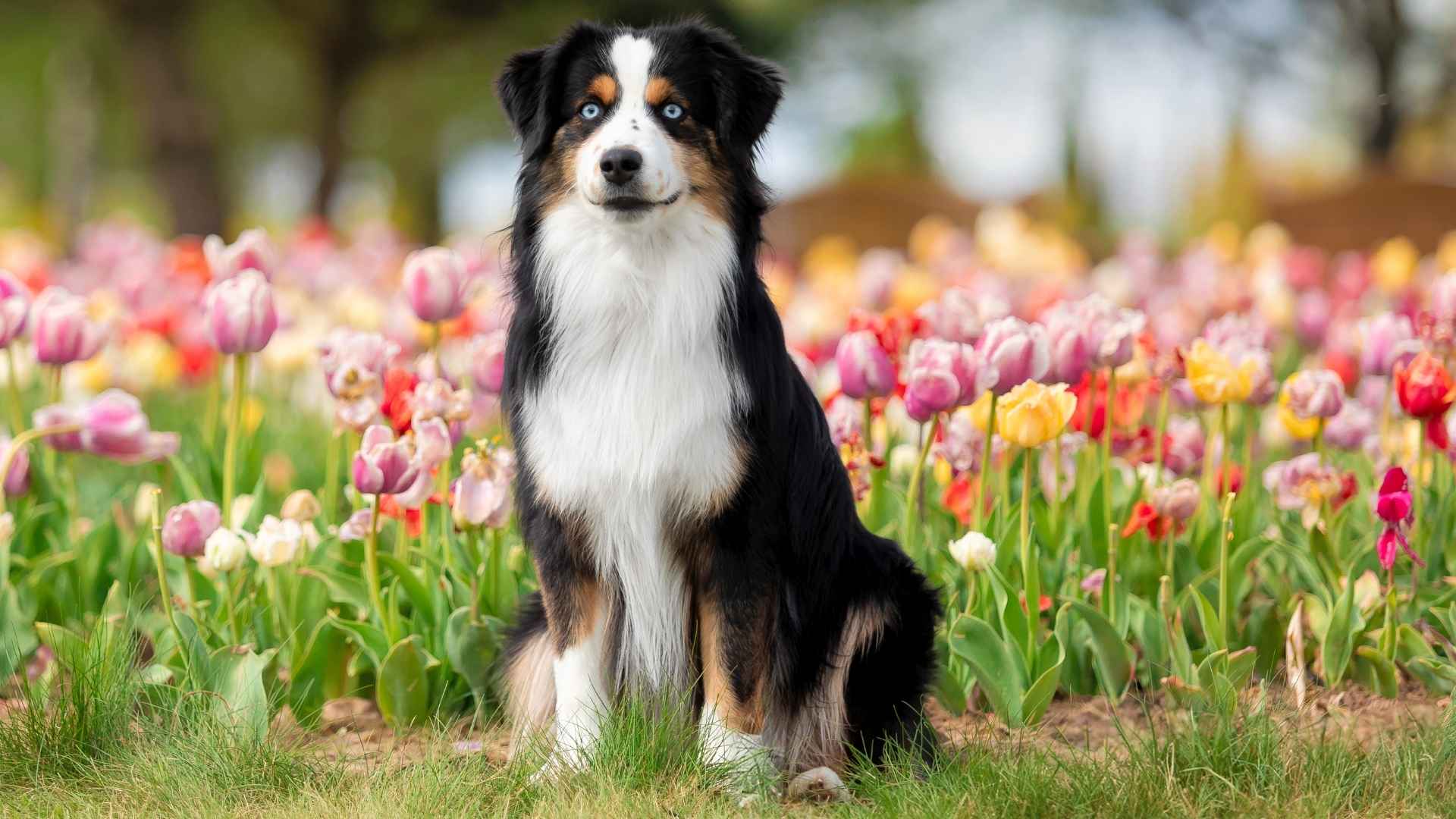 Top 7 Luxury Guard Dog Breeds That Defend in Style