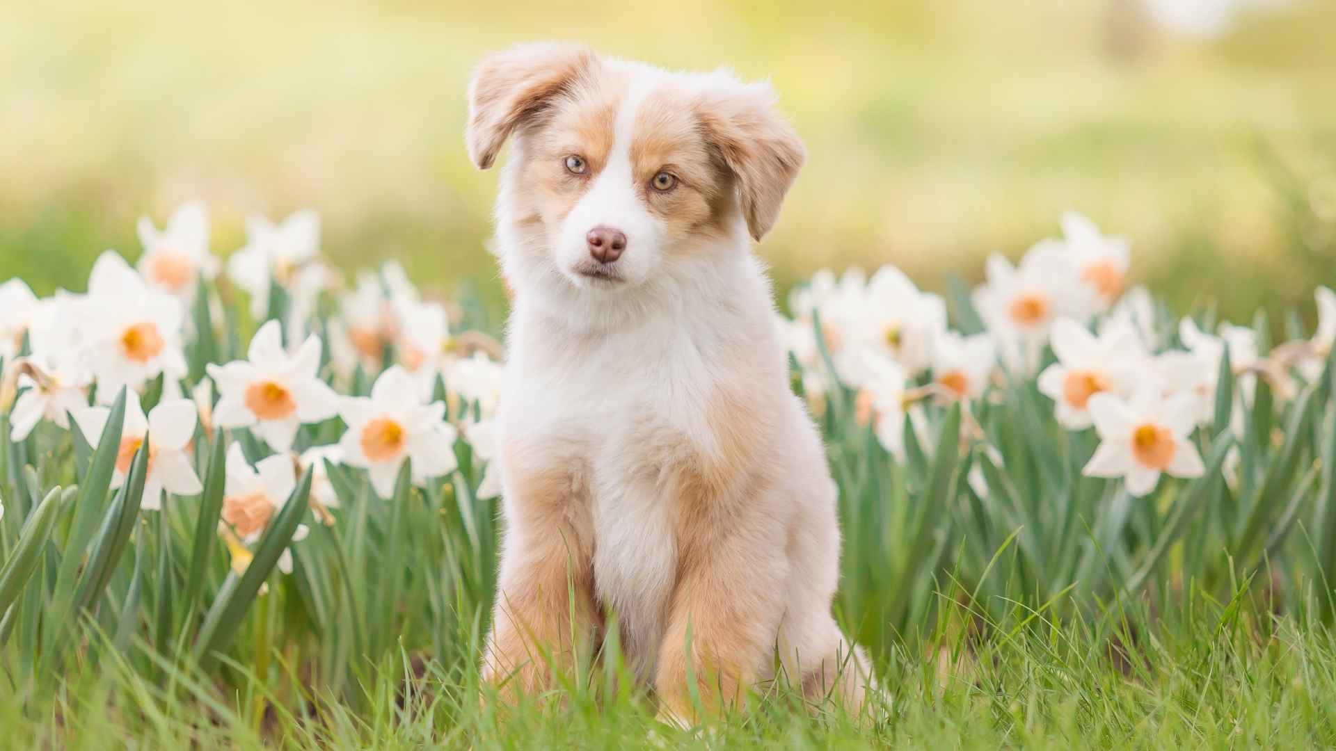 Top 7 Luxury Puppy Breeds That Exude Style and Status