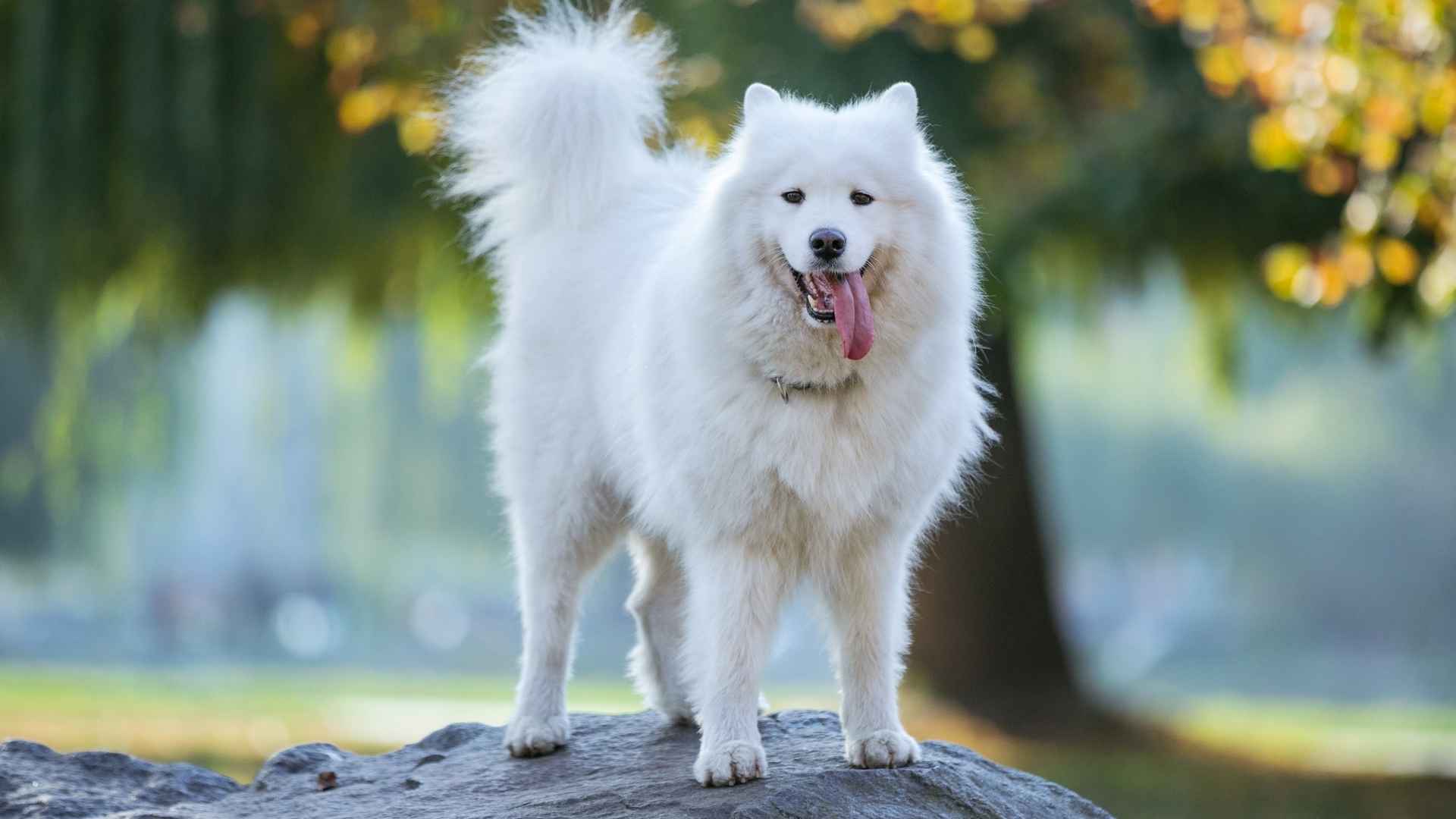 Top 7 Luxury Working Dog Breeds That Look Good on Duty