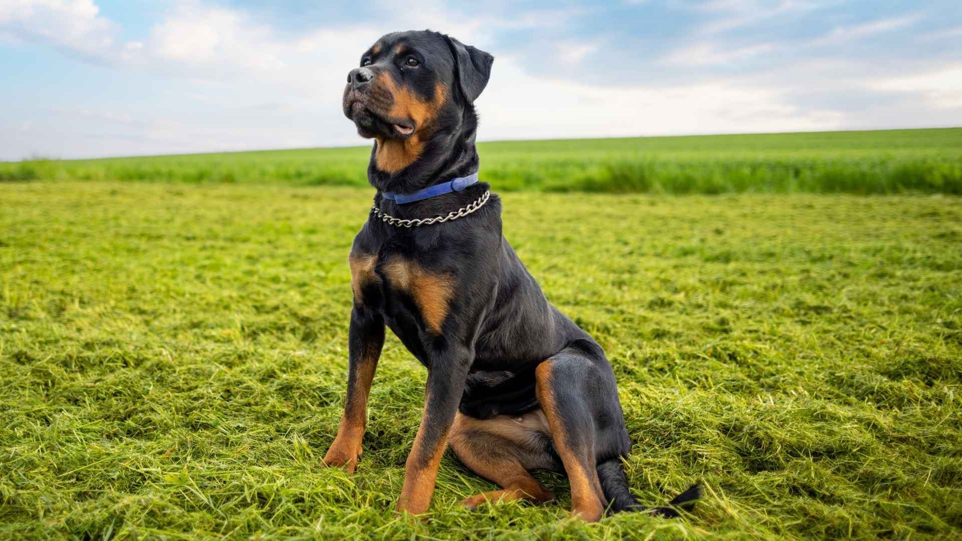 Top 7 Mean Dog Breeds With a Bad Reputation (And Why It’s Not Always Fair)
