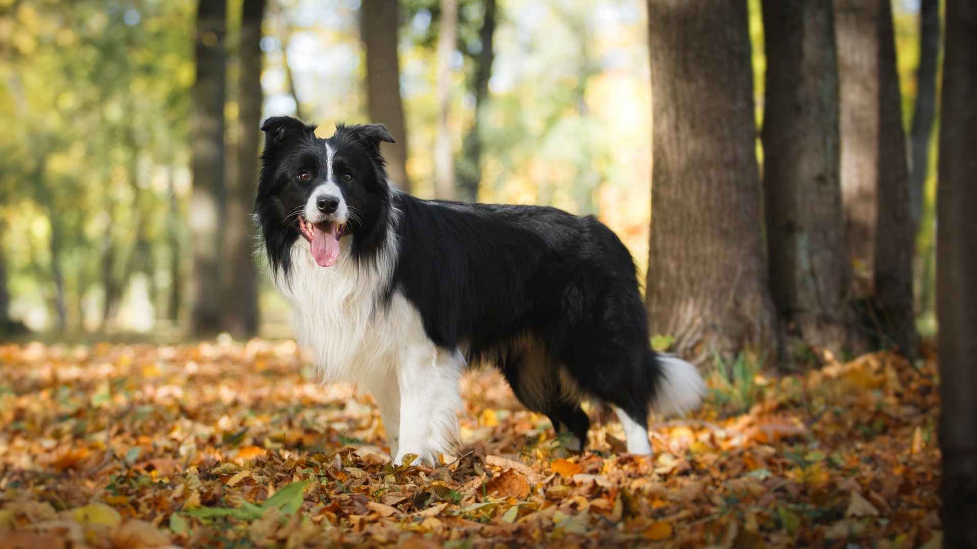 Top 7 Medium Coat Dog Breeds That Balance Beauty and Low Maintenance