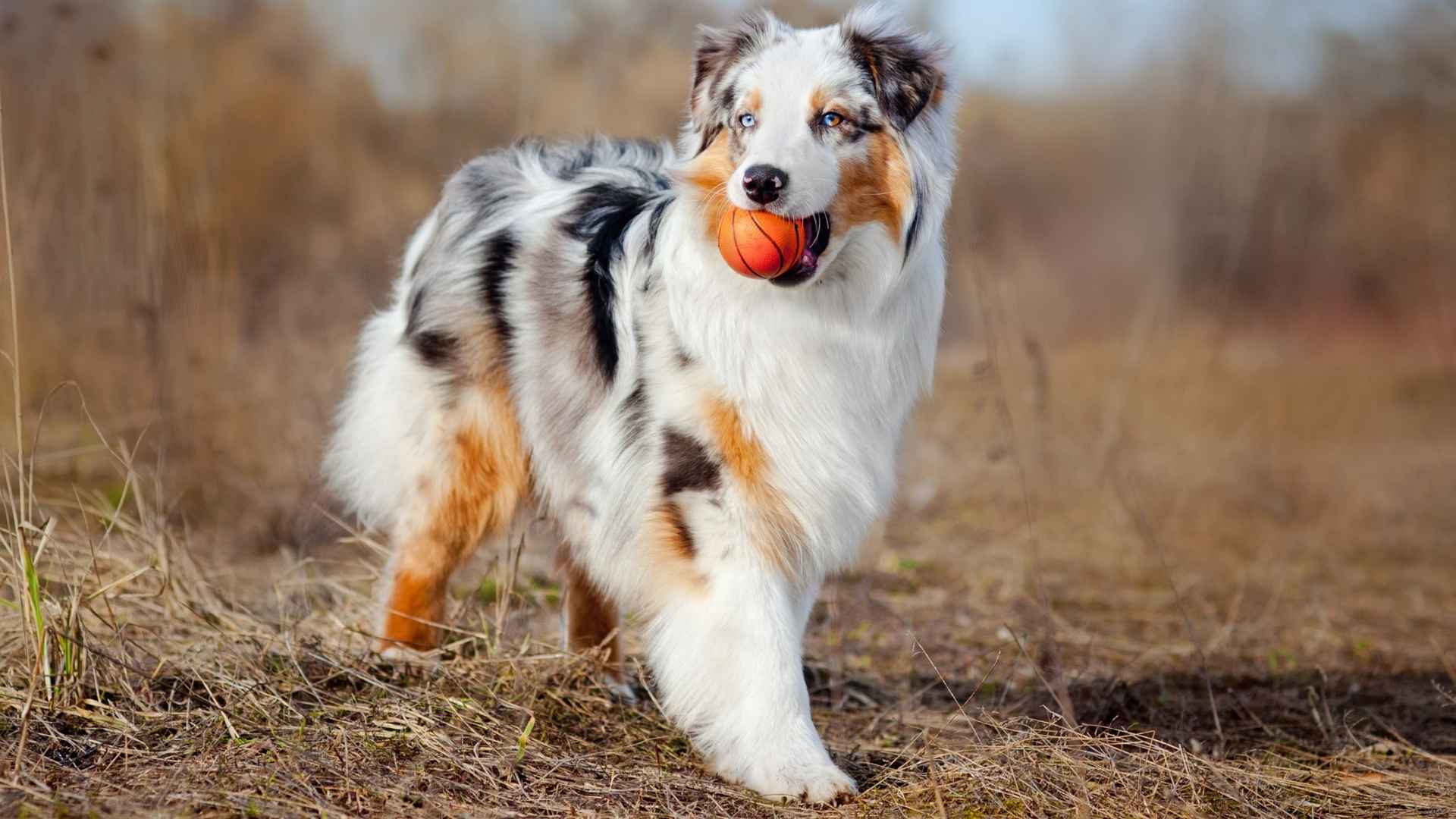 Top 7 Merle Dog Breeds with Eye-Catching Coats