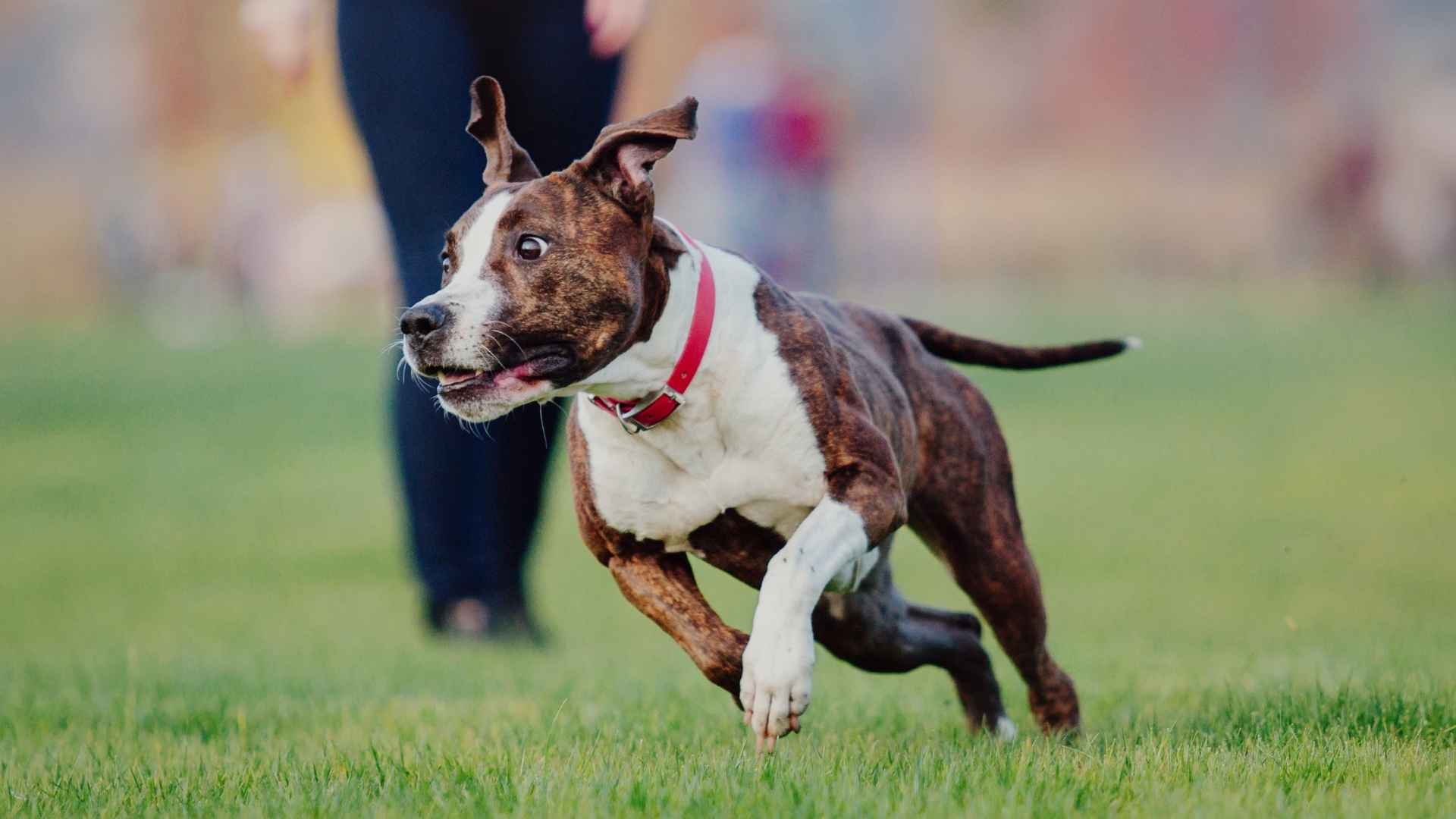 Top 7 Most Active Dog Breeds for Energetic Owners