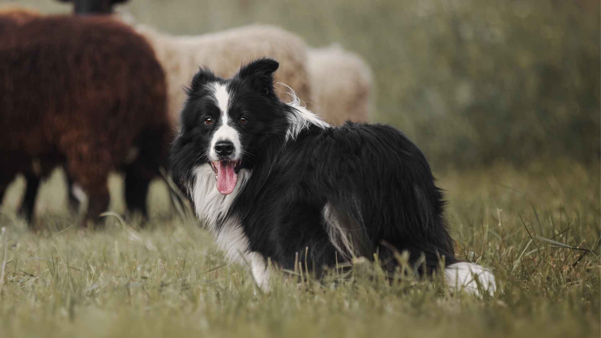 Top 7 Most Active Working Dog Breeds That Need a Job to Do