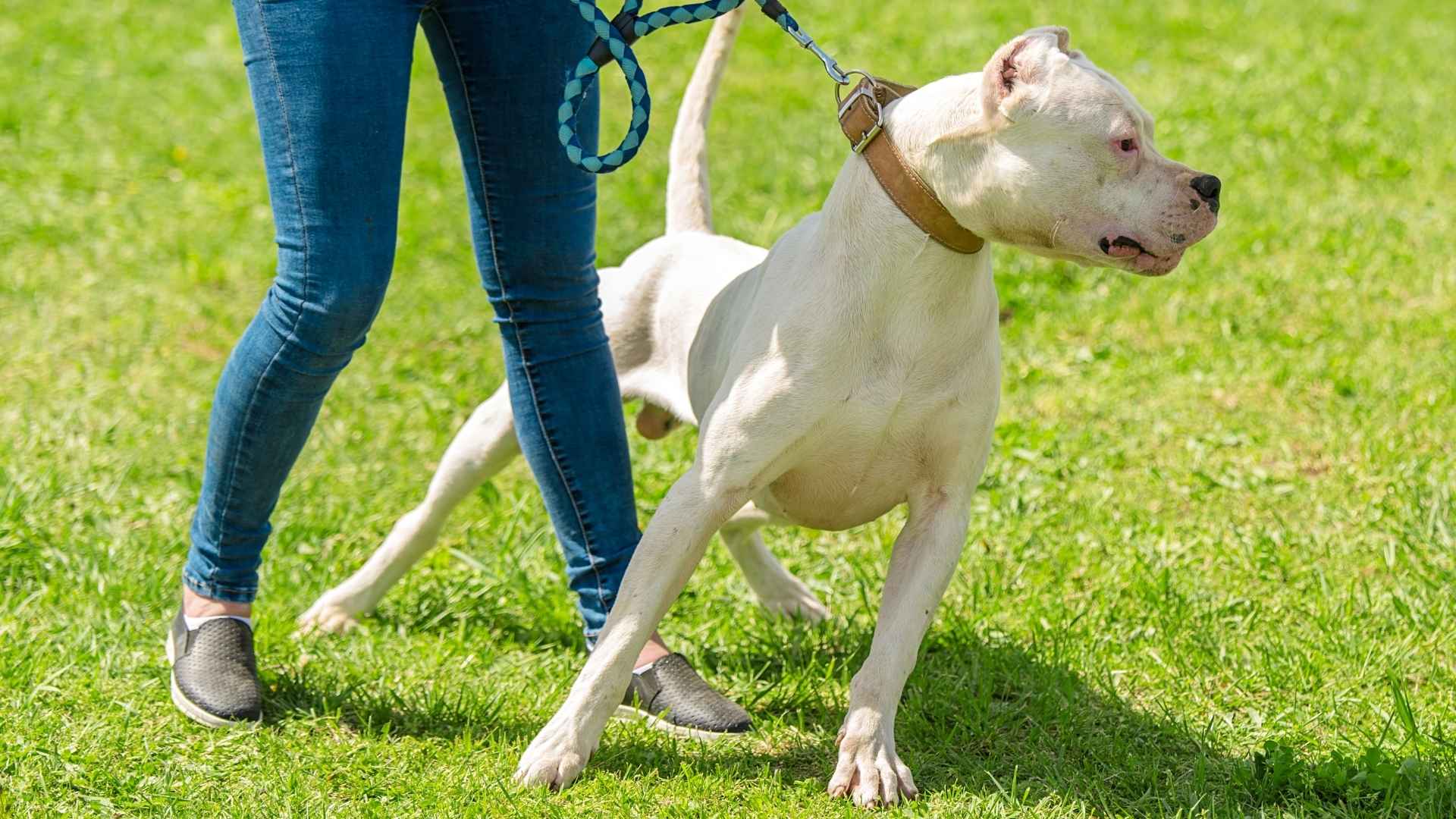 Top 7 Most Aggressive Dog Breeds That Demand Obedience Training and Control