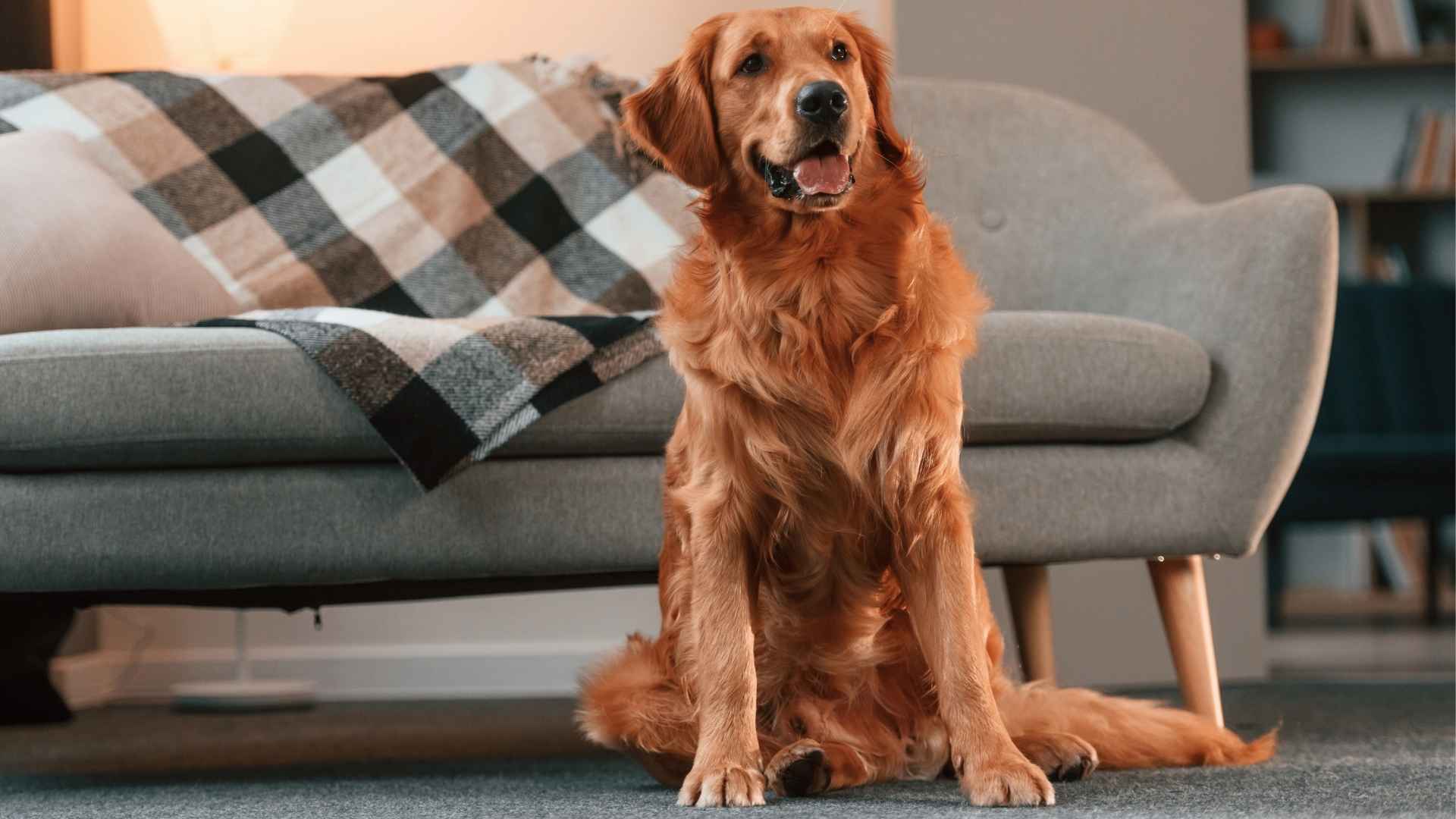 Top 7 Most Calm Dog Breeds for a Peaceful Home Environment