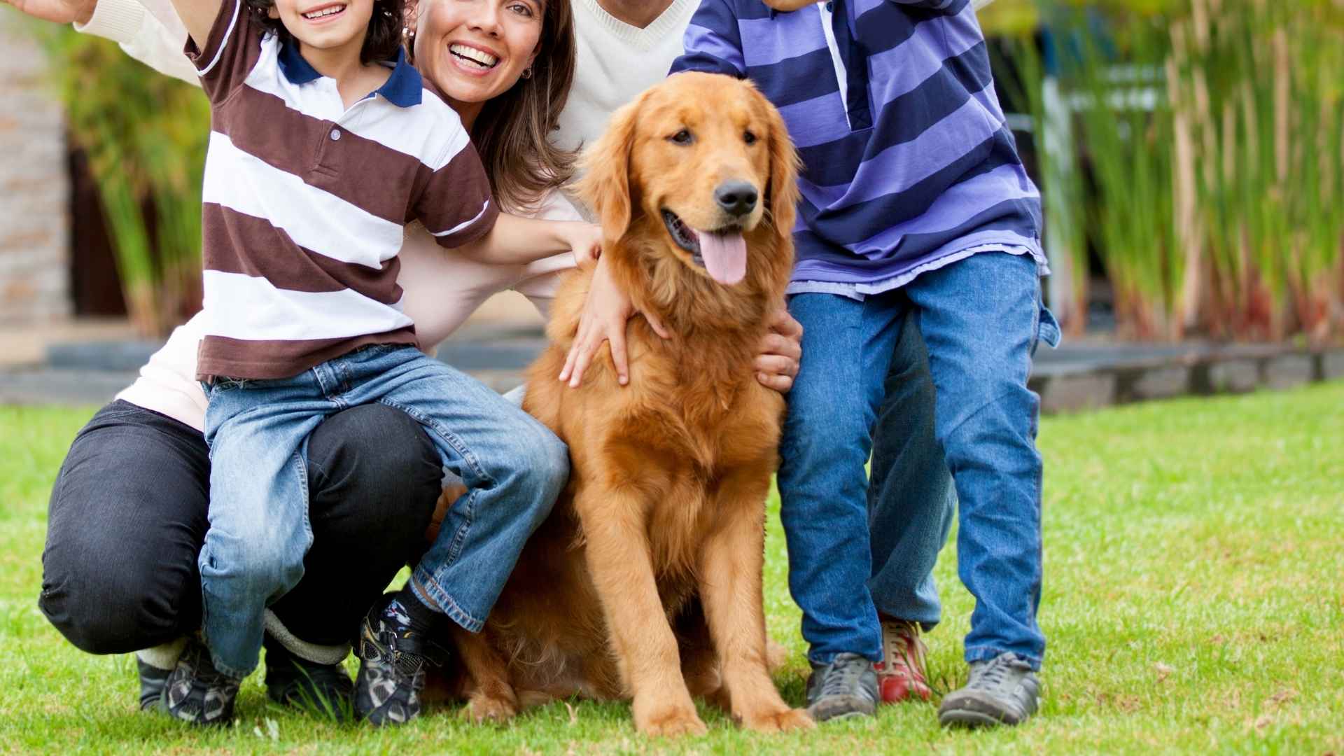 Top 7 Most Friendly Dog Breeds for Families & Homes