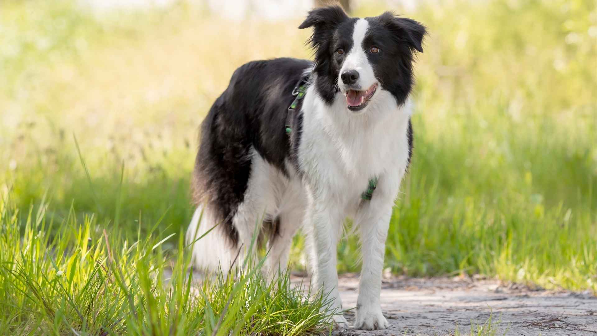 Top 7 Most Healthy Dog Breeds With Minimal Health Issues