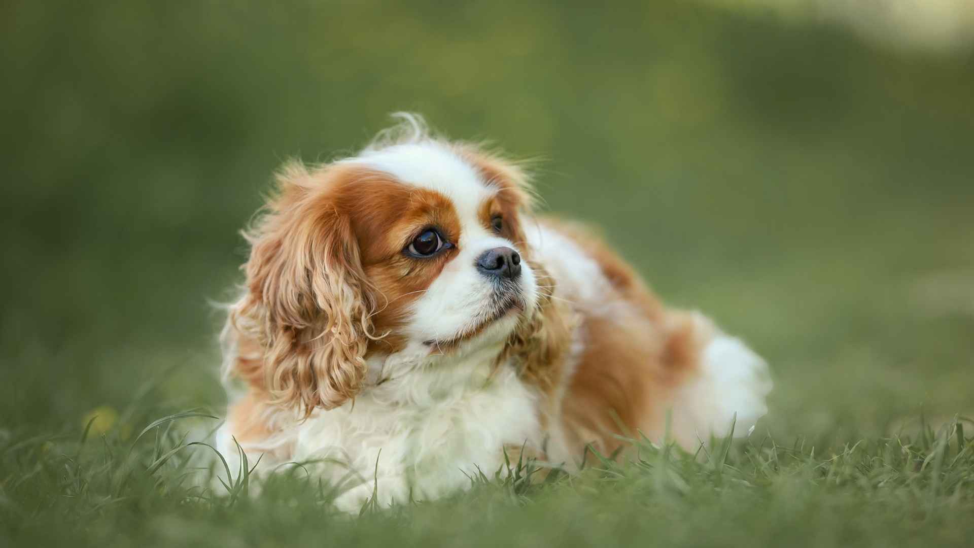 Top 7 Most Mellow Dog Breeds You'll Instantly Love