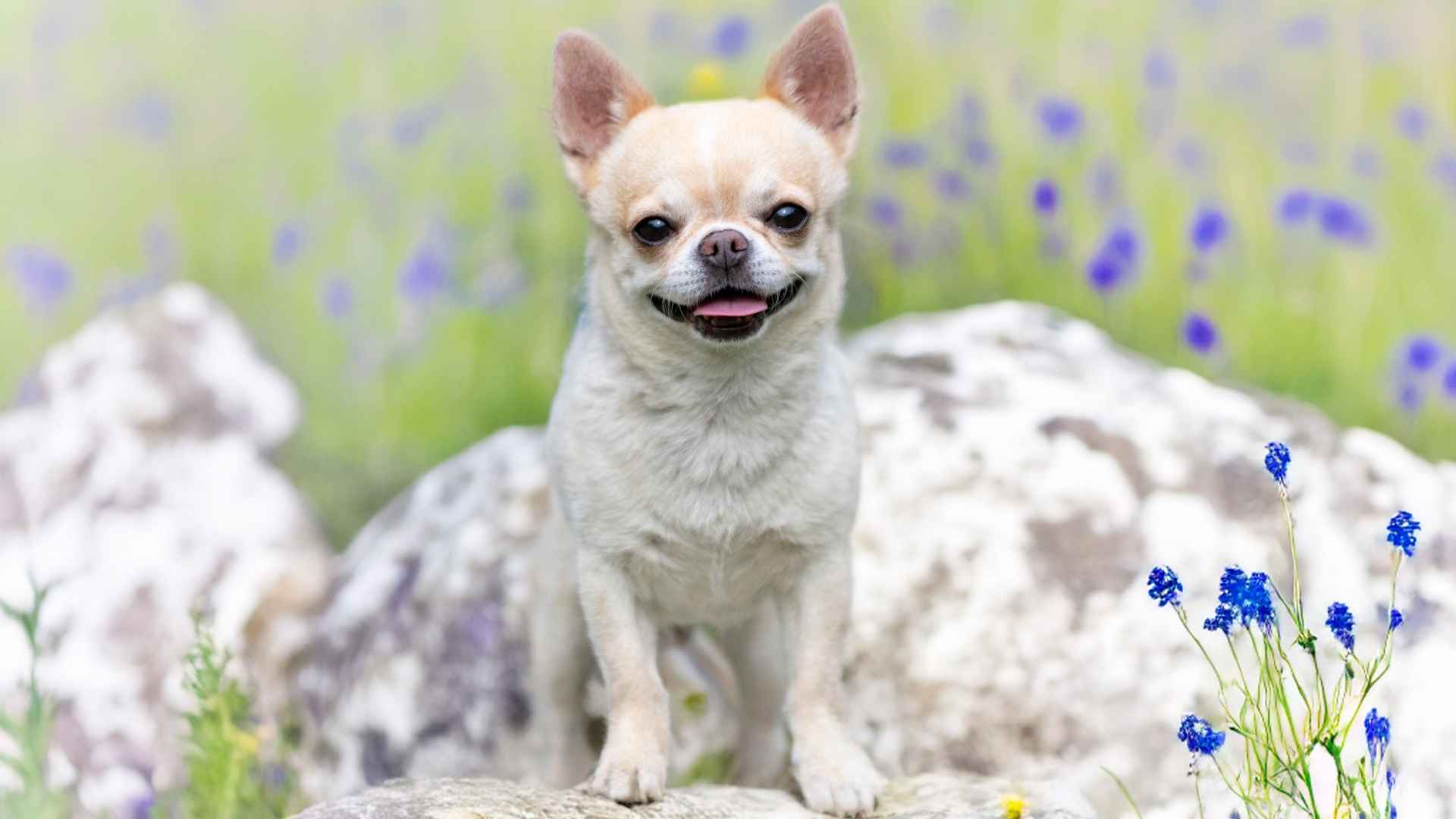 Top 7 Most Popular Small Dog Breeds That Everyone Is Talking About