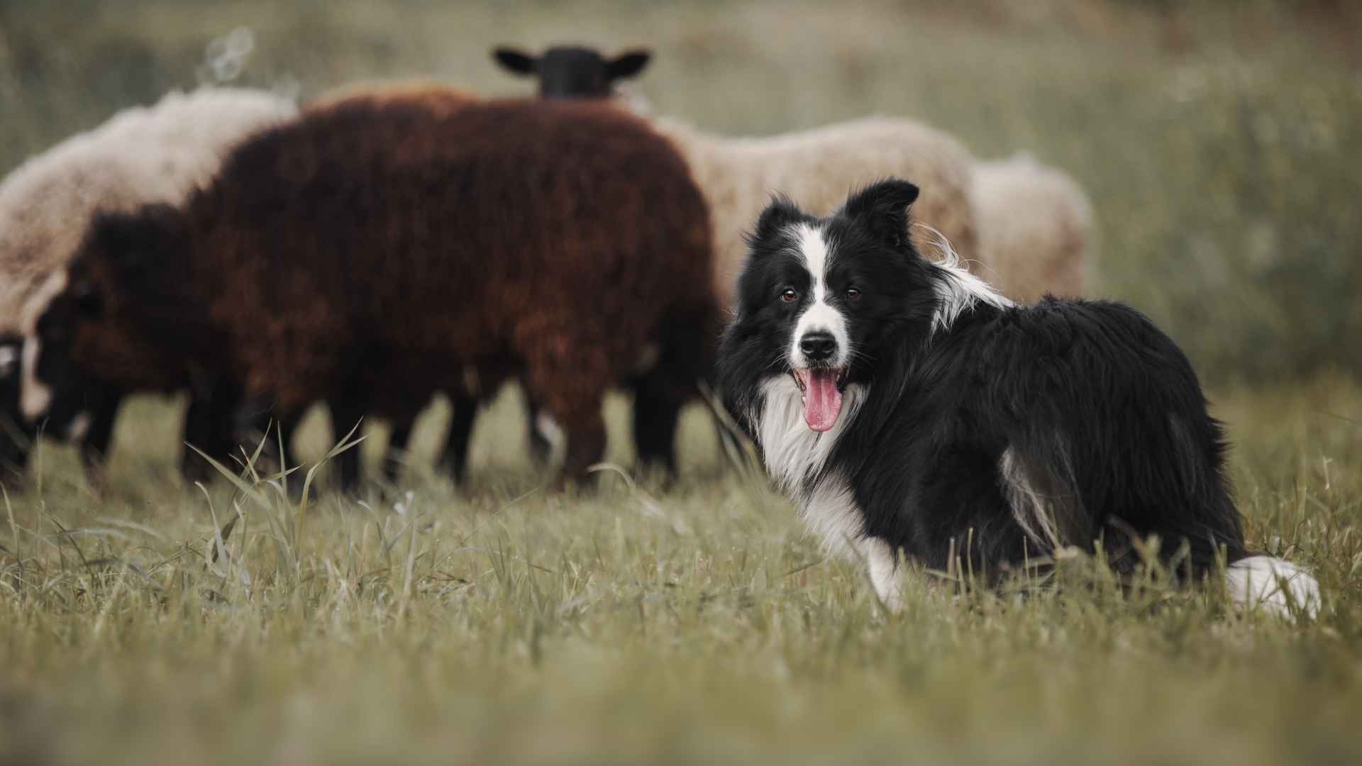 Top 7 Obedient Herding Dog Breeds That Follow Commands Instantly