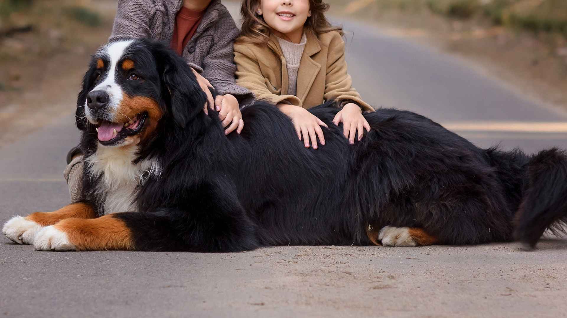 Top 7 Outdoor Family Dog Breeds for Adventure-Loving Households
