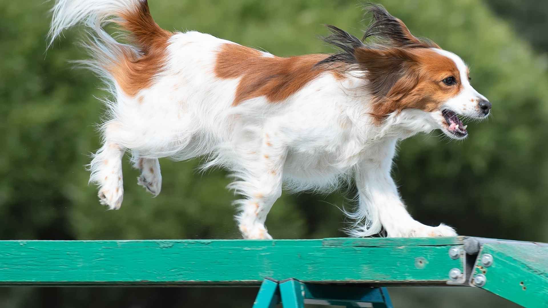 Top 7 Rare Sporting Dog Breeds You’ve Probably Never Heard Of