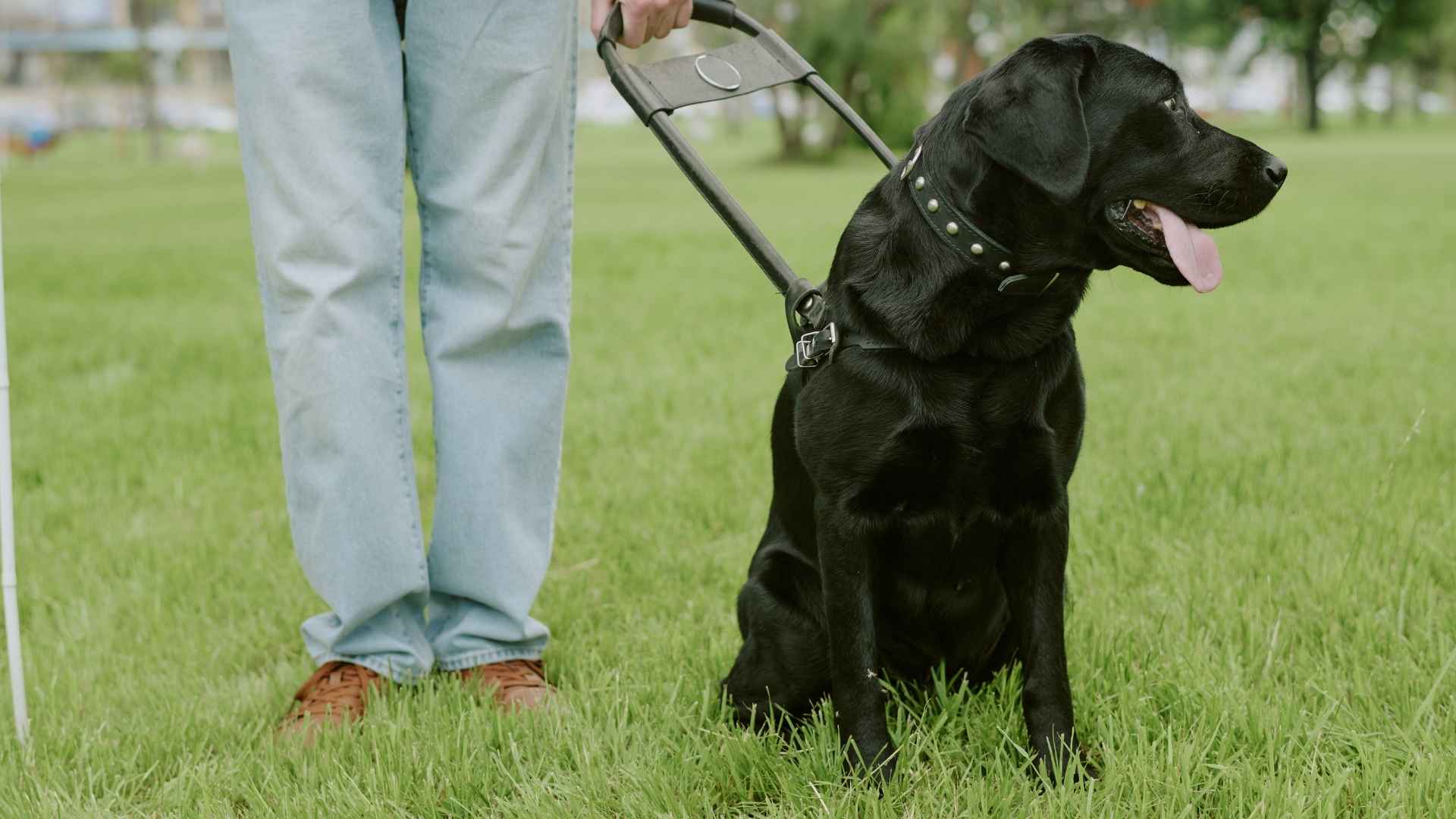 Top 7 Seizure Alert Dog Breeds for Support & Safety