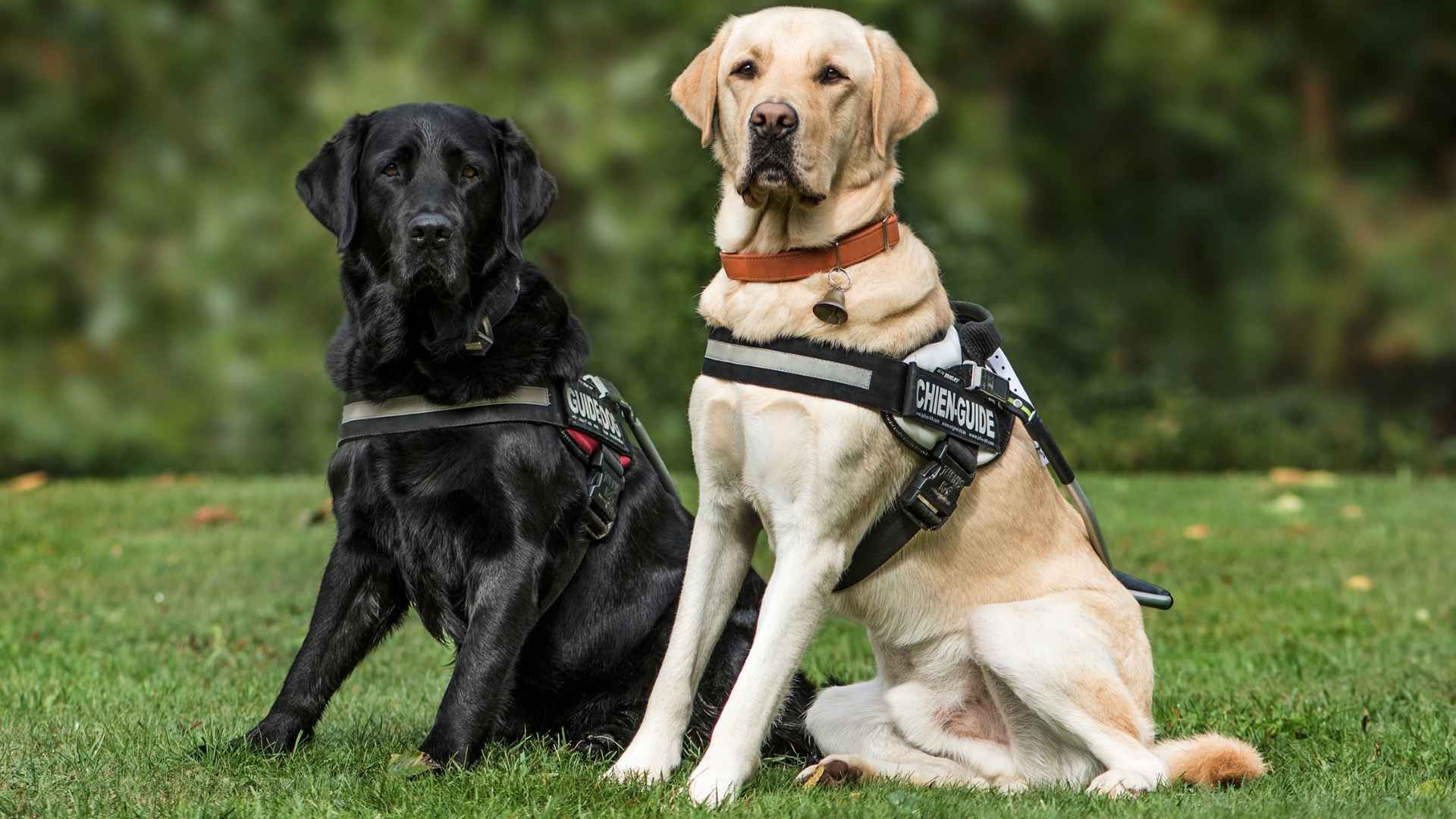 Top 7 Service Dog Breeds That Go Beyond Loyalty