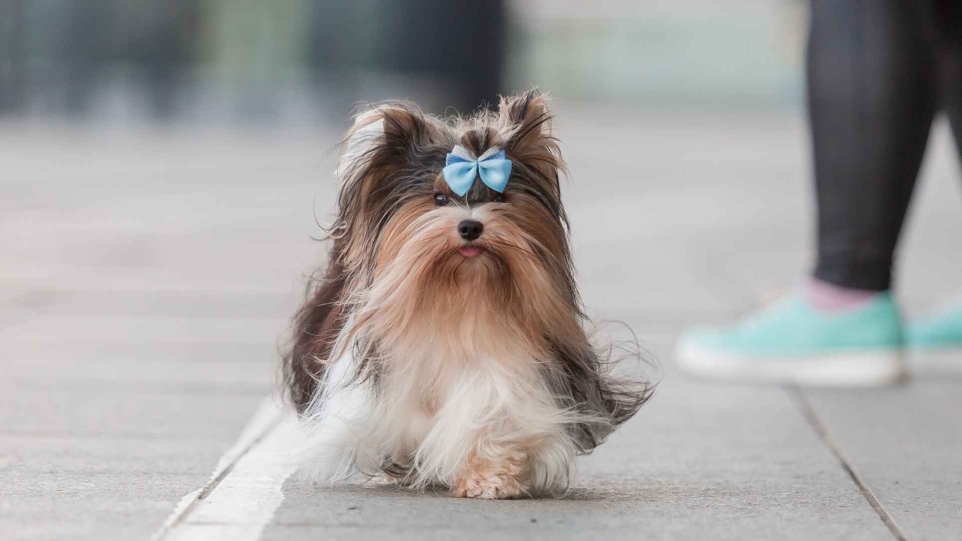 Top 7 Silky Haired Dog Breeds That Feel as Soft as They Look