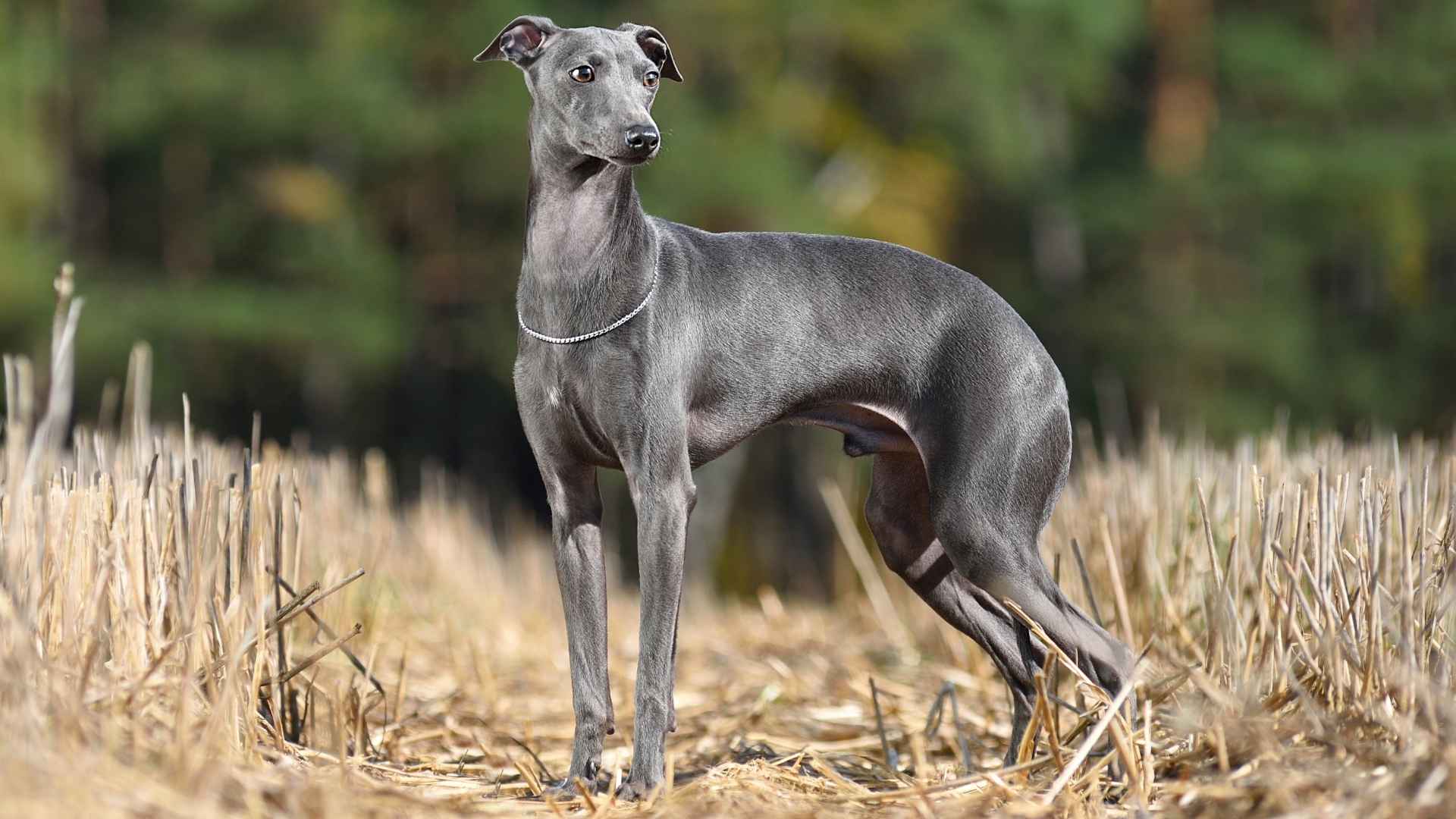 Top 7 Skinny Dog Breeds Known for Speed and Elegance