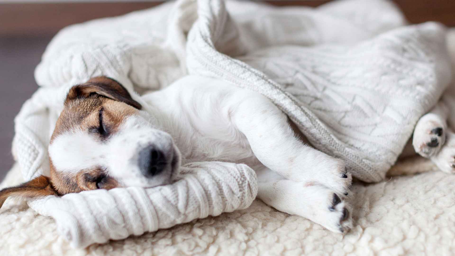 Top 7 Sleepy Dog Breeds You'll Love to Cuddle