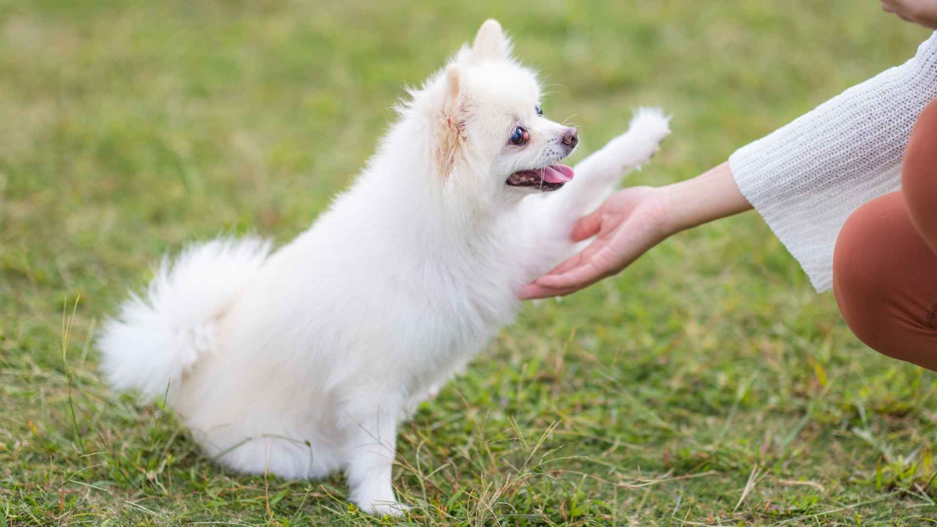 Top 7 Smart Teacup Dog Breeds That Are Small but Mighty