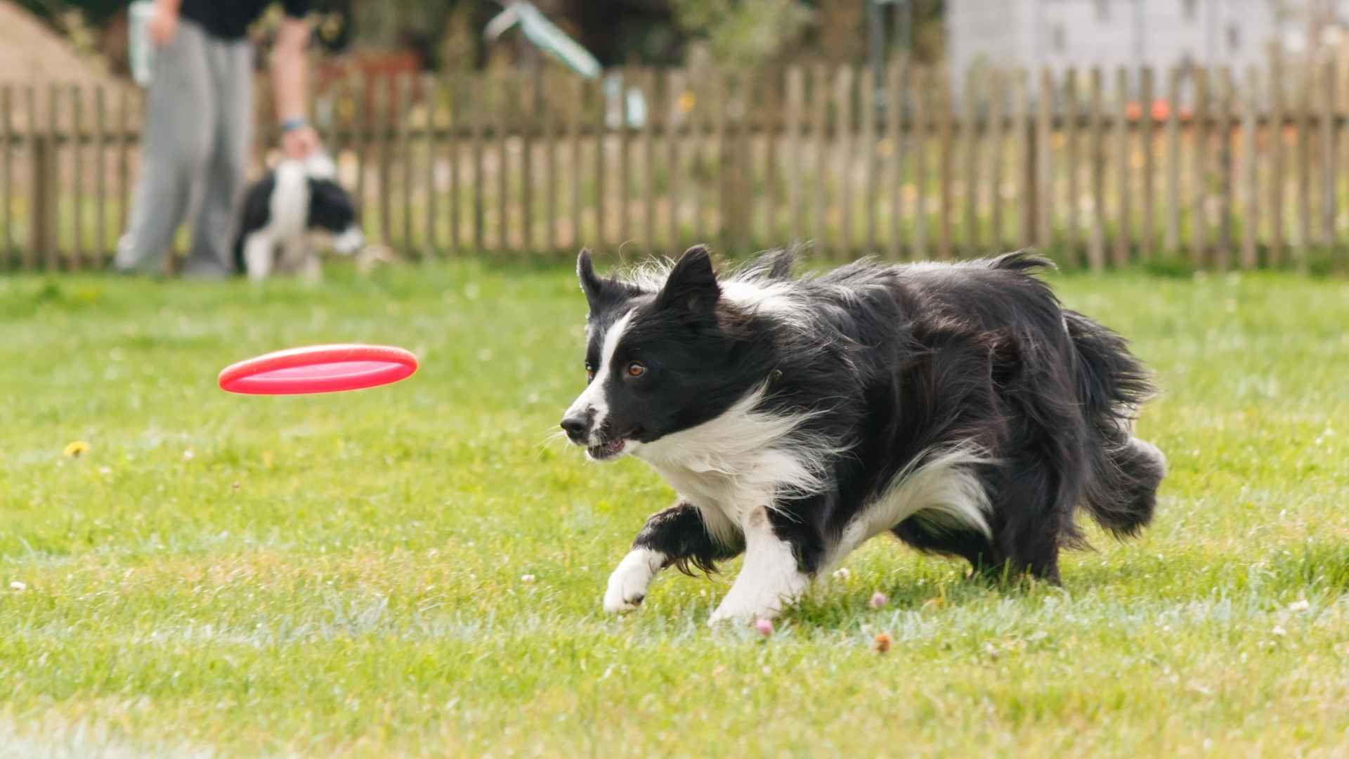 Top 7 Smartest Dog Breeds Who Know All the Tricks