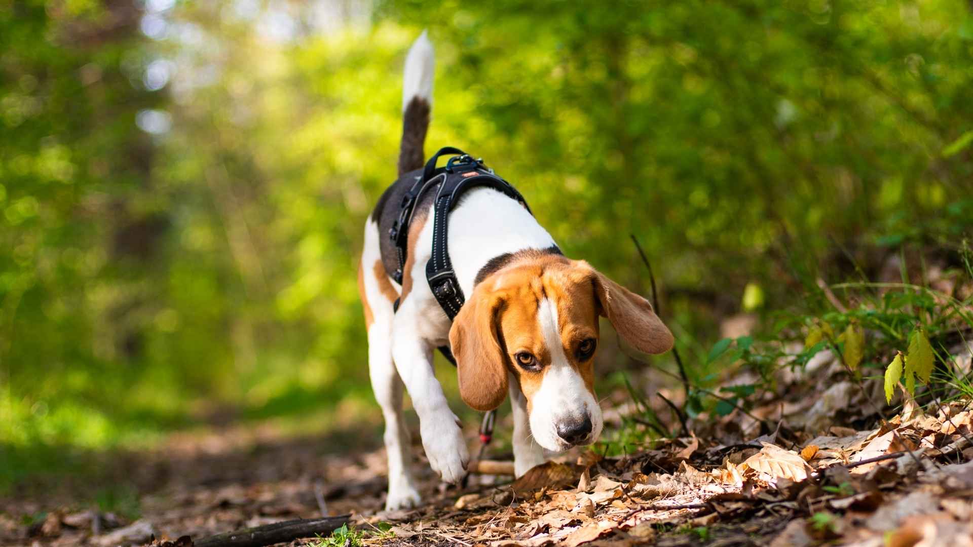 Top 7 Sniffer Dog Breeds That Excel at Scent Detection