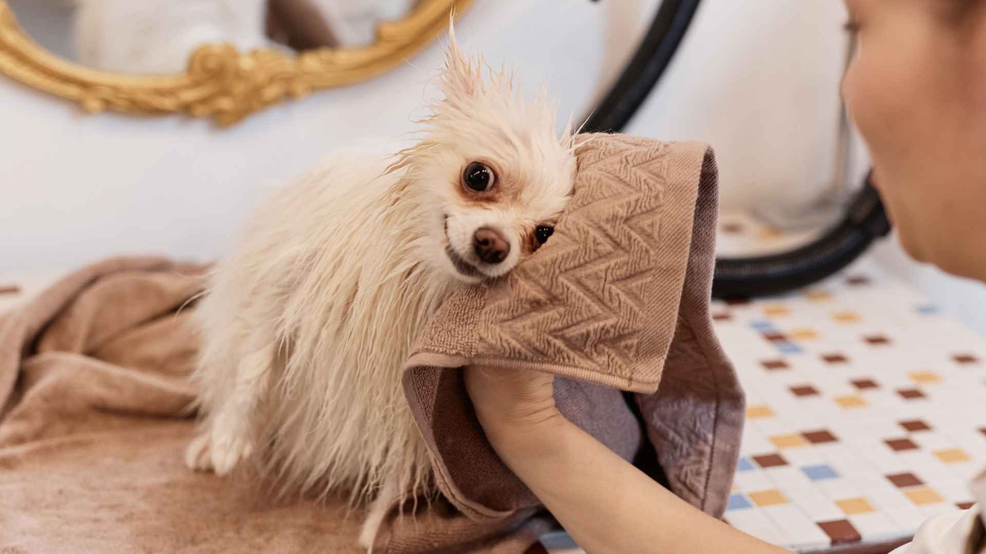 Top 7 Teacup Dog Breeds that require Minimal Grooming
