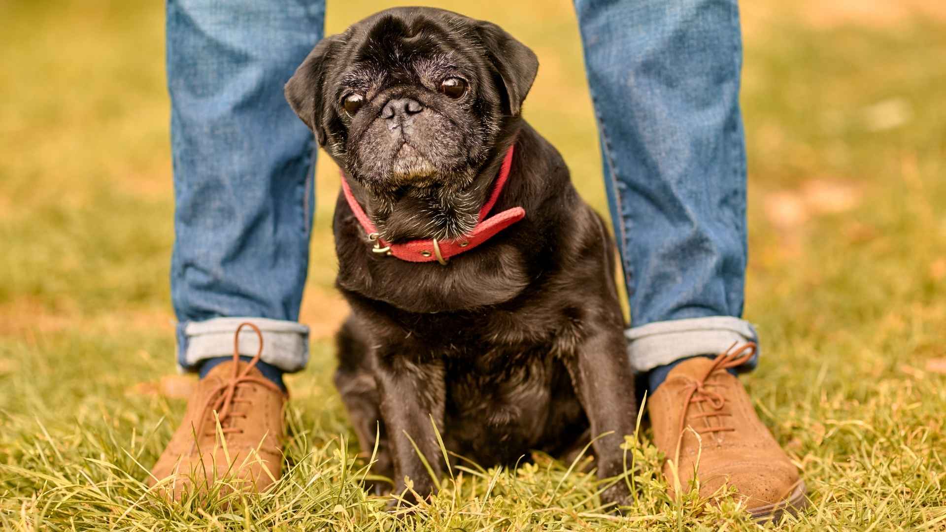 Top 7 Tiny Service Dog Breeds That Pack a Big Punch