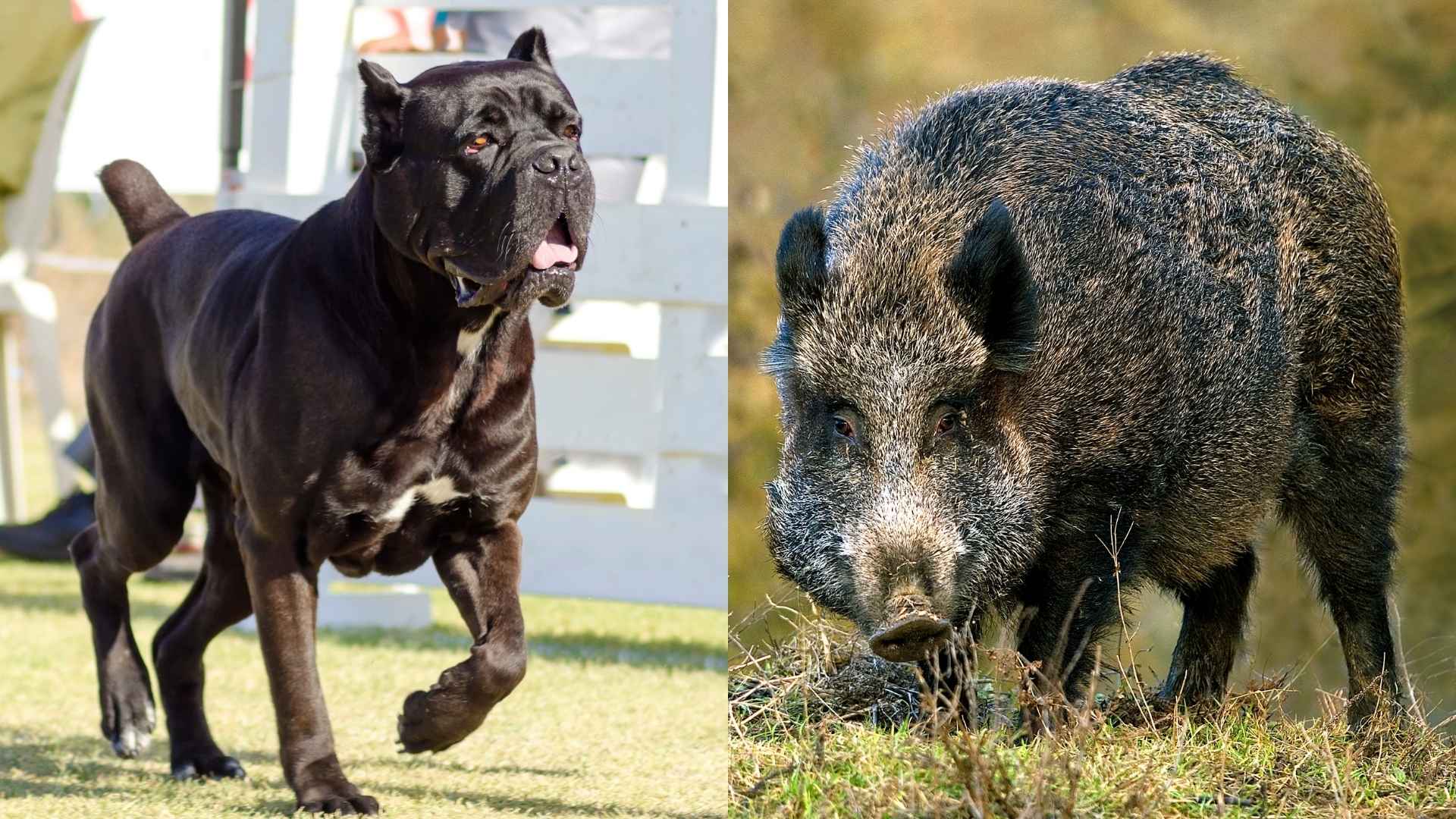 Top 7 Valiant Guard Dog Breeds To Protect Against Wild Boars